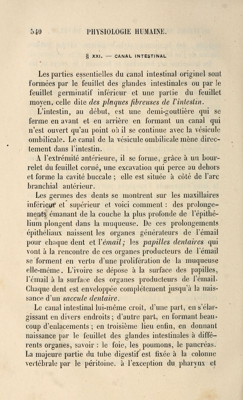 § XXI. — CANAL INTESTINAL Les parties essentielles du canal intestinal originel sont formees par le feuillet des glandes intestinales ou par Ie feuillet germinatif ihferieur et une parlie dn feuillet moyen, celle dile des plaques fibreuses de Vinlesiin. L'intestin, au debut, est une deini-gouttiere qui se ferme en avant et en arriere en formant un canal qui n'est ouvert qu'au point 011 il se continue avec la vesiculc ombilicale. Le canal de la vesicule ombilicale mene direc- tement dans l'intestin. A l'extremite anterieure, il se forme, grace a un hour- relet du feuillet corne, une excavation qui perce au dehors et forme la cavite buccale ; elle est situee a cote de Fare branchial anterieur. Les germes des dents se montrent sur les maxillaires inferieur et superieur et voici comment : des prolonge- ments emanant de la couche la plus profonde de l'epithe- lium plongent dans la muqueuse. De ces prolongements epitheliaux naissent les organes generateurs de l'email pour chaque dent et. Vemail; les papilles denlaires qui vont a la rencontre de ces organes producteurs de Femail se'forment en vertu d'une proliferation de la muqueuse elle-meme. L'ivoire se depose a la surface des papilles, l'email a la surface des organes producteurs de l'email. Chaque dent est enveloppee completement jusqu'a la nais- sance d'un saccule dentaire. Le canal intestinal lui-meme croit, d'une part, en s'elar- gissant en divers endroits ; d'autre part, en formant beau- coup d'enlacements ; en troisieme lieu enfin, en donnant naissance par le feuillet des glandes intestinales a diffe- rents organes, savoir : le foie, les poumons, le pancreas. La majeure partie du tube digestif est fixee a la eolonne vettebrale par le peritoinc. a l'exception du pharynx et