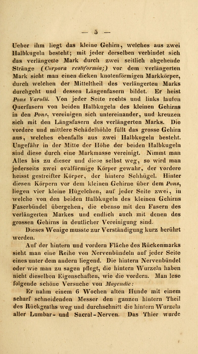 lieber ihm liegt das kleine Gehirn, welches aus zwei Ilalbkugeln besteht; mit jeder derselben verbindet sich das verlängectc Mark durch zwei seitlich abgehende Stränge (^Corpora resüformiay) vor dem verlängerten Mark sieht man einen dicken knotenförmigen Markkörper, durch welchen der Mitteltheil des verlängerten Marks durchgeht und dessen Läng-enfasern bildet. Er heist Vons Yarolü. Von jeder Seite rechts und links laufen Querfasern von beiden Ilalbkugeln des kleinen Gehirns in den l?on?^^ vereinigen sich untereinander, und kreuzen sich mit den Längsfasern des verlängerten Marks. Die vordere und mittlere Schädelhöhle füllt das grosse Gehirn aus, welches ebenfalls aus zwei Halbkugeln besteht. Ungefähr in der Mitte der Höhe der beiden Halbkugeln sind diese durch eine Markmasse vereinigt. Nimmt man Alles bis zu dieser und diese selbst weg, so wird mau jederseils zwei oval förmige Körper gewahr, der vordere heisst gestreifter Körper, der hintere Sehhügel. Hinter diesen Körpern vor dem kleinen Gehirne über dem Pow.s, liegen vier kleine Hügelchen, auf jeder Seite zwei, in welche von den beiden Halbkugeln des kleinen Gehirns Faserbündel übergehen, die ebenso mit den Fasern des verlängerten 3Iarkes und endlich auch mit denen des grossen Gehirns in deutlicher Vereinigung sind. Dieses Wenige mussle zur Verständigung kurz berührt werden. Auf der hintern und vordem Fläche des Rückenmarks sieht man eine Reihe von Nervenbündeln auf jeder Seite eines unter dem andern liegend. Die hintern Nervenbündel oder wie man zu sagen pflegt, die hintern Wurzeln haben nicht dieselben Eigenschaften, wie die vordem. Man lese folgende schöne Versuche von Magendie: Er nahm einem 6 Wochen alten Hunde mit einem scharf schneidenden Messer den ganzen hintern Theil des Rückgraths weg und durchschnitt die hin lern Wurzeln aller Lumbar- und Sacral-Nerven. Das Thier wurde