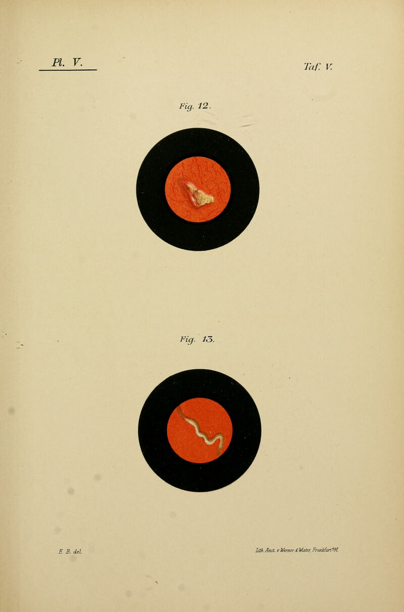 Taf. V. Fig. 12. Fig. 13. E. S. del. LithAnst v Wrnier. â Mater, Franltfurt?K
