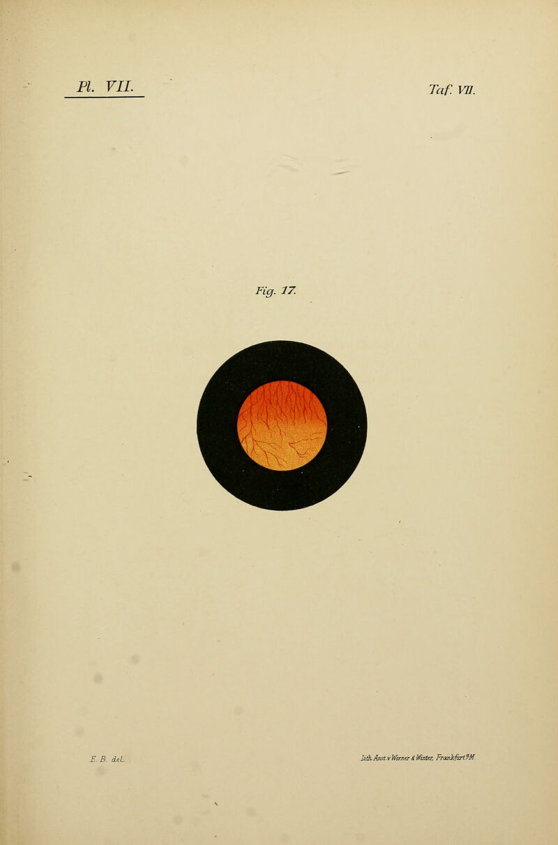 Taf. VU. Fig. 17. IitkAnst.v.WamtrdKnter, FToaikfœrtïM.