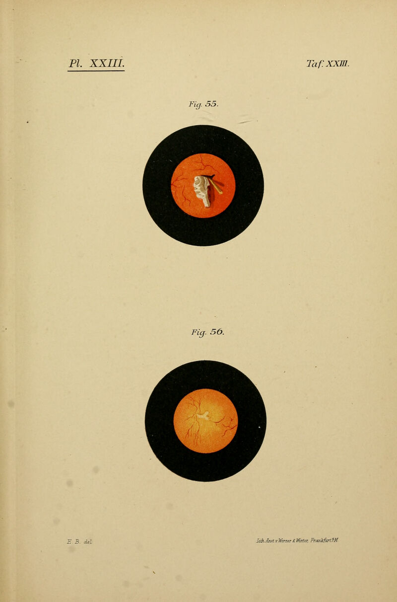 Fia. 55. Fig. 56. IitkAxst.v.Wermr«.WinUr, FrcmkfirtfM