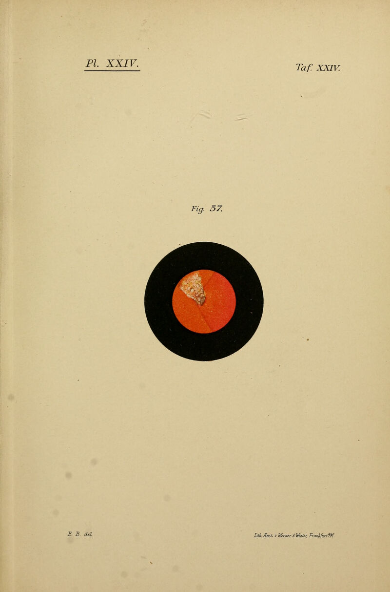 Taf. XXIV. Fig. 57. E.B. dtl. lith.Anst y. Wirner £ M/tier, FranifurtW.