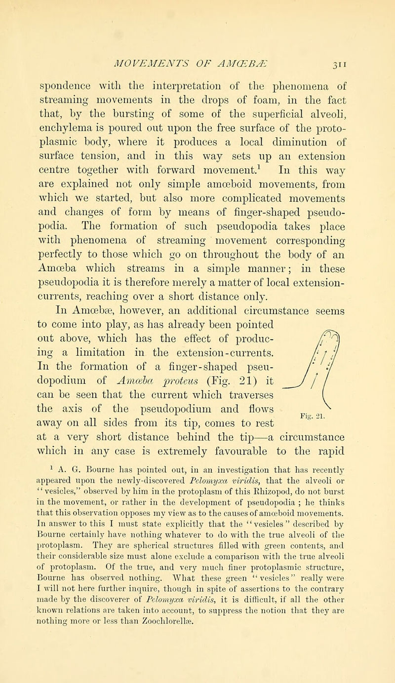 spondence with the interpretation of the phenomena of streaming movements in the drops of foam, in the fact that, by the bursting of some of the superficial alveoli, enchylema is poured out upon the free surface of the proto- plasmic body, where it produces a local diminution of surface tension, and in this way sets up an extension centre together with forward movement.1 In this way are explained not only simple amoeboid movements, from which we started, but also more complicated movements and changes of form by means of finger-shaped pseudo- podia. The formation of such pseudopodia takes place with phenomena of streaming movement corresponding perfectly to those which go on throughout the body of an Amoeba which streams in a simple manner; in these pseudopodia it is therefore merely a matter of local extension- currents, reaching over a short distance only. In Amoebae, however, an additional circumstance seems to come into play, as has already been pointed out above, which has the effect of produc- ing a limitation in the extension-currents. In the formation of a finger-shaped pseu- dopodium of Amcebcc protcus (Fig. 21) it can be seen that the current which traverses the axis of the pseuclopodium and flows away on all sides from its tip, comes to rest at a very short distance behind the tip—a circumstance which in any case is extremely favourable to the rapid 1 A. G. Bourne has pointed out, in an investigation that has recently appeared upon the newly-discovered Pelomyxa viridis, that the alveoli or vesicles, observed by him in the protoplasm of this Rhizopod, do not burst in the movement, or rather in the development of pseudopodia ; he thinks that this observation opposes my view as to the causes of amoeboid movements. In answer to this I must state explicitly that the vesicles described by Bourne certainly have nothing whatever to do with the true alveoli of the protoplasm. They are spherical structures filled with green contents, and their considerable size must alone exclude a comparison with the true alveoli of protoplasm. Of the true, and very much finer protoplasmic structure, Bourne has observed nothing. What these green vesicles really were I will not here further inquire, though in spite of assertions to the contrary made by the discoverer of Pelomyxa viridis, it is difficult, if all the other known relations are taken into account, to suppress the notion that they are nothing more or less than Zoochlorelloe.