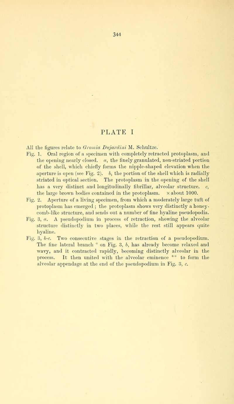 PLATE I All the figures relate to Gromia Dujardini M. Sclmltze. Fig. 1. Oral region of a specimen with completely retracted protoplasm, and the opening nearly closed, a, the finely granulated, non-striated portion of the shell, which chiefly forms the nipple-shaped elevation when the aperture is open (see Fig. 2). b, the portion of the shell which is radially striated in optical section. The protoplasm in the opening of the shell has a very distinct and longitudinally fibrillar, alveolar structure, c, the large brown bodies contained in the protoplasm. x about 1000. Fig. 2. Aperture of a living specimen, from which a moderately large tuft of protoplasm has emerged ; the protoplasm shows very distinctly a honey- comb-like structure, and sends out a number of fine hyaline pseudopodia. Fig. 3, a. A pseudopodium in process of retraction, showing the alveolar structure distinctly in two places, while the rest still appears quite hyaline. Fig. 3, b-c. Two consecutive stages in the retraction of a pseudopodium. The fine lateral branch * on Fig. 3, b, has already become relaxed and wavy, and it contracted rapidly, becoming distinctly alveolar in the process. It then united with the alveolar eminence ** to form the alveolar appendage at the end of the pseudopodium in Fig. 3, c.