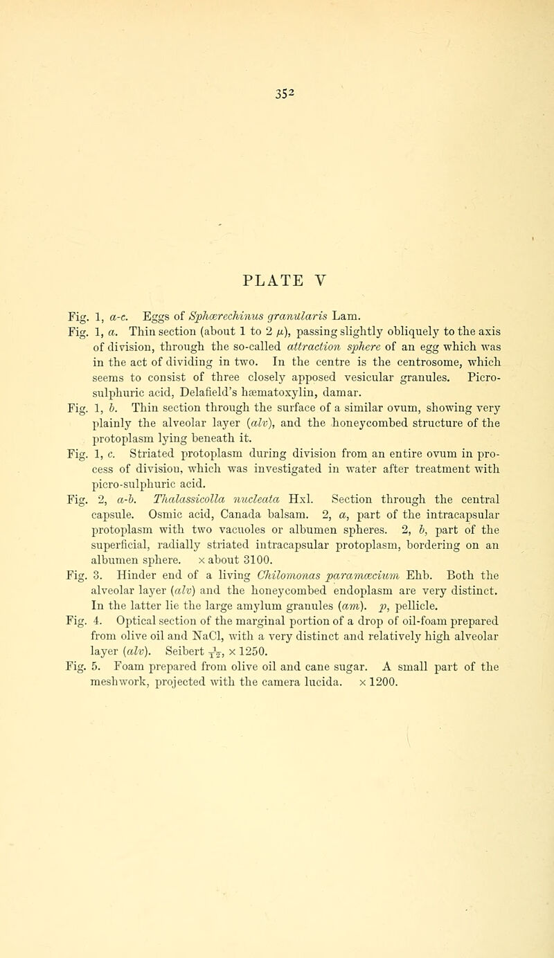 PLATE V Fig. 1, a-c. Eggs of SphcerecMnus granulans Lam. Fig. 1, a. Thin section (about 1 to 2 fi), passing slightly obliquely to the axis of division, through the so-called attraction sphere of an egg which was in the act of dividing in two. In the centre is the centrosome, which seems to consist of three closely apposed vesicular granules. Picro- sulphuric acid, Delafield's hematoxylin, damar. Fig. 1, b. Thin section through the surface of a similar ovum, showing very plainly the alveolar layer (alv), and the honeycombed structure of the protoplasm lying beneath it. Fig. 1, c. Striated protoplasm during division from an entire ovum in pro- cess of divisiou, which was investigated in water after treatment with picro-sulphuric acid. Fig. 2, a-b. Thalassicolla nucleata Hxl. Section through the central capsule. Osmic acid, Canada balsam. 2, a, part of the intracapsular protoplasm with two vacuoles or albumen spheres. 2, b, part of the superficial, radially striated intracapsular protoplasm, bordering on an albumen sphere. x about 3100. Fig. 3. Hinder end of a living Chilomonas paramaicium Ehb. Both the alveolar layer (alv) and the honeycombed endoplasm are very distinct. In the latter lie the large amylum granules (am), p, pellicle. Fig. 4. Optical section of the marginal portion of a drop of oil-foam prepared from olive oil and NaCl, with a very distinct and relatively high alveolar layer (alv). Seibert TV, x 1250. Fig. 5. Foam prepared from olive oil and cane sugar. A small part of the meshwork, projected with the camera lucida. x 1200.