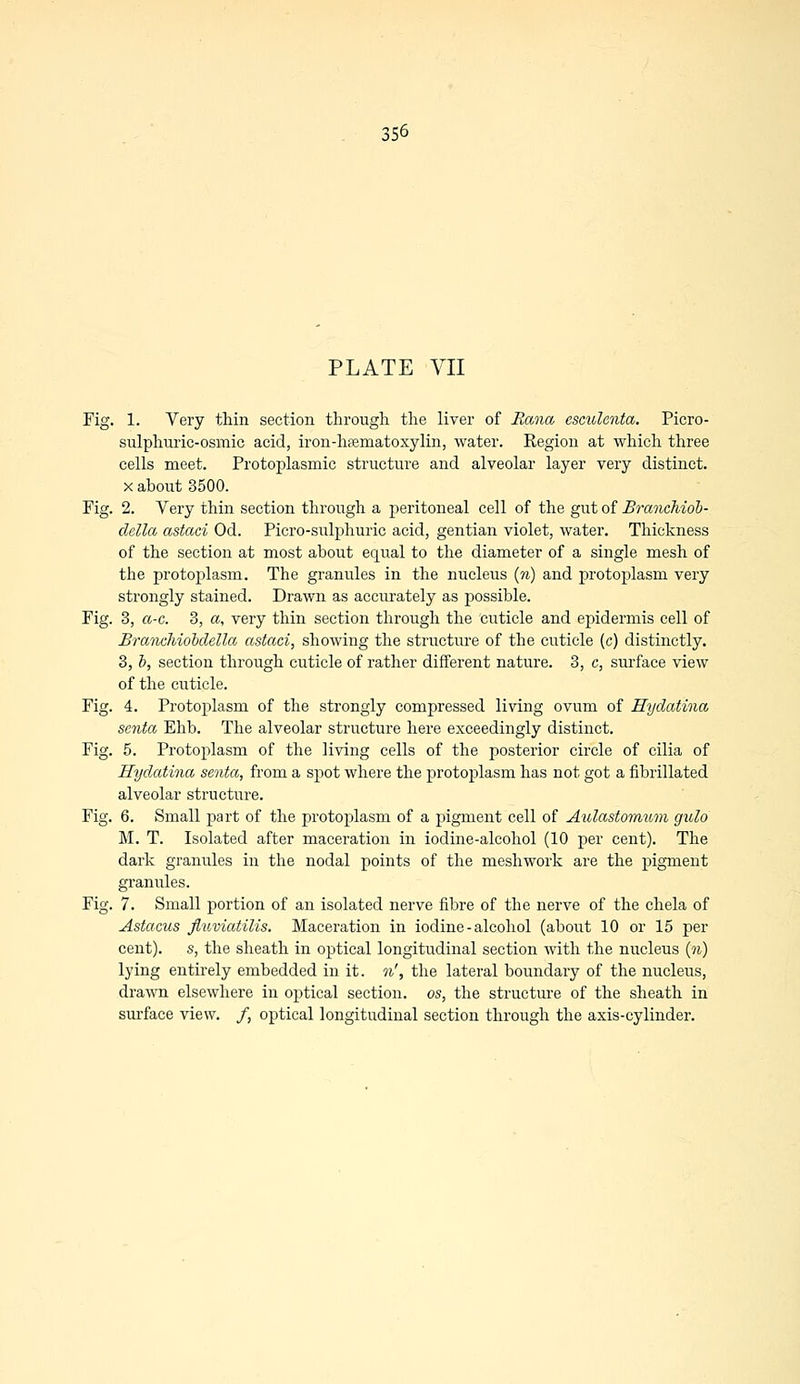 PLATE VII Fig. 1. Very thin section through the liver of Eana esculenta. Picro- sulphuric-osmic acid, iron-hematoxylin, water. Region at which three cells meet. Protoplasmic structure and alveolar layer very distinct, x about 3500. Fig. 2. Very thin section through a peritoneal cell of the gut of Branchioh- clella astaci Od. Picro-sulphuric acid, gentian violet, water. Thickness of the section at most about equal to the diameter of a single mesh of the protoplasm. The granules in the nucleus (n) and protoplasm very strongly stained. Drawn as accurately as possible. Fig. 3, a-c. 3, a, very thin section through the cuticle and epidermis cell of Branchiobdella astaci, showing the structure of the cuticle (c) distinctly. 3, b, section through cuticle of rather different nature. 3, c, surface view of the cuticle. Fig. 4. Protoplasm of the strongly compressed living ovum of Hydatina senta Ehb. The alveolar structure here exceedingly distinct. Fig. 5. Protoplasm of the living cells of the posterior circle of cilia of Hydatina senta, from a spot where the protoplasm has not got a fibrillated alveolar structure. Fig. 6. Small part of the protoplasm of a pigment cell of Atdastomum gulo M. T. Isolated after maceration in iodine-alcohol (10 per cent). The dark granules in the nodal points of the meshwork are the pigment granules. Fig. 7. Small portion of an isolated nerve fibre of the nerve of the chela of Astacus fiuviatilis. Maceration in iodine - alcohol (about 10 or 15 per cent), s, the sheath in optical longitudinal section with the nucleus (n) lying entirely embedded in it. n', the lateral boundary of the nucleus, drawn elsewhere in optical section, os, the structure of the sheath in surface view. /, optical longitudinal section through the axis-cylinder.