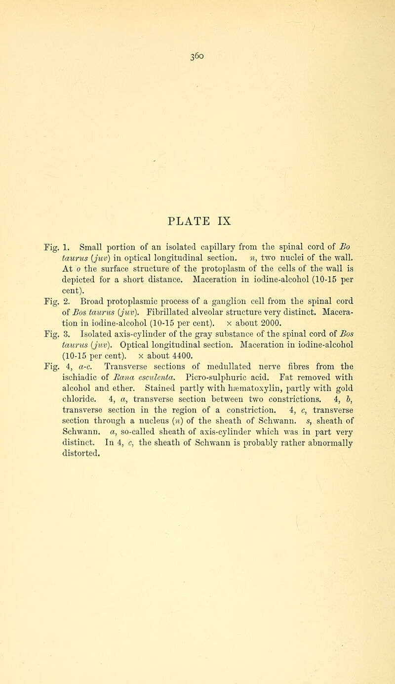 PLATE IX Fig. 1. Small portion of an isolated capillary from the spinal cord of Bo taurus {juv) in optical longitudinal section, n, two nuclei of the wall. At o the surface structure of the protoplasm of the cells of the wall is depicted for a short distance. Maceration in iodine-alcohol (10-15 per cent). Pig. 2. Broad protoplasmic process of a ganglion cell from the spinal cord of Bos taurus {juv). Fibrillated alveolar structure very distinct. Macera- tion in iodine-alcohol (10-15 per cent). x about 2000. Fig. 3. Isolated axis-cylinder of the gray substance of the spinal cord of Bos taurus {juv). Optical longitudinal section. Maceration in iodine-alcohol (10-15 per cent), x about 4400. Fig. 4, a-c. Transverse sections of medullated nerve fibres from the ischiadic of Rana eseulenta. Picro-sulphuric acid. Fat removed with alcohol and ether. Stained partly with hsematoxylin, partly with gold chloride. 4, a, transverse section between two constrictions. 4, b, transverse section in the region of a constriction. 4, c, transverse section through a nucleus (n) of the sheath of Schwann, s, sheath of Schwann, a, so-called sheath of axis-cylinder which was in part very distinct. In 4, c, the sheath of Schwann is probably rather abnormally distorted.
