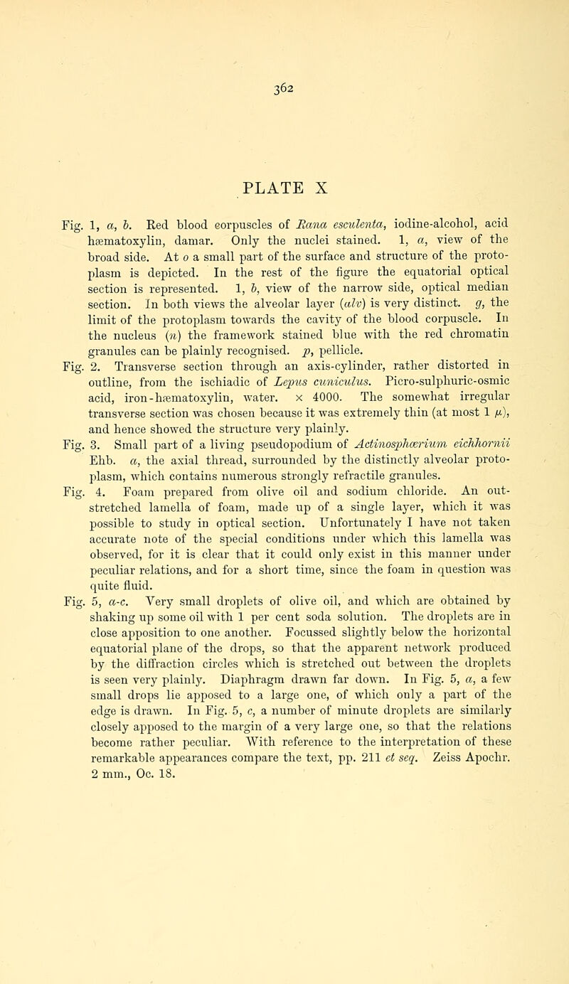 PLATE X Fig. 1, a, b. Red blood corpuscles of Puma esculenta, iodine-alcohol, acid hematoxylin, damar. Only the nuclei stained. 1, a, view of the broad side. At 0 a small part of the surface and structure of the proto- plasm is depicted. In the rest of the figure the equatorial optical section is represented. 1, b, view of the narrow side, optical median section. In both views the alveolar layer (alv) is very distinct, g, the limit of the protoplasm towards the cavity of the blood corpuscle. In the nucleus (11) the framework stained blue with the red chromatin granules can be plainly recognised, p, pellicle. Fig. 2. Transverse section through an axis-cylinder, rather distorted in outline, from the ischiadic of Lepits cuniculus. Picro-sulphuric-osmic acid, iron-hematoxylin, water. x 4000. The somewhat irregular transverse section was chosen because it was extremely thin (at most 1 fi), and hence showed the structure very plainly. Fig. 3. Small part of a living pseudopoclium of Actinosphcerium eichhomii Ehb. a, the axial thread, surrounded by the distinctly alveolar proto- plasm, which contains numerous strongly retractile granules. Fig. 4. Foam prepared from olive oil and sodium chloride. An out- stretched lamella of foam, made up of a single layer, which it was possible to study in optical section. Unfortunately I have not taken accurate note of the special conditions under which this lamella was observed, for it is clear that it could only exist in this manner under peculiar relations, and for a short time, since the foam in question was quite fluid. Fig. 5, a-c. Very small droplets of olive oil, and which are obtained by shaking up some oil with 1 per cent soda solution. The droplets are in close apposition to one another. Focussed slightly below the horizontal equatorial plane of the drops, so that the apparent network produced by the diffraction circles which is stretched out between the droplets is seen very plainly. Diaphragm drawn far down. In Fig. 5, a, a few small drops lie apposed to a large one, of which only a part of the edge is drawn. In Fig. 5, c, a number of minute droplets are similarly closely apposed to the margin of a very large one, so that the relations become rather peculiar. With reference to the interpretation of these remarkable appearances compare the text, pp. 211 ct seq. Zeiss Apochr. 2 mm., Oc. 18.