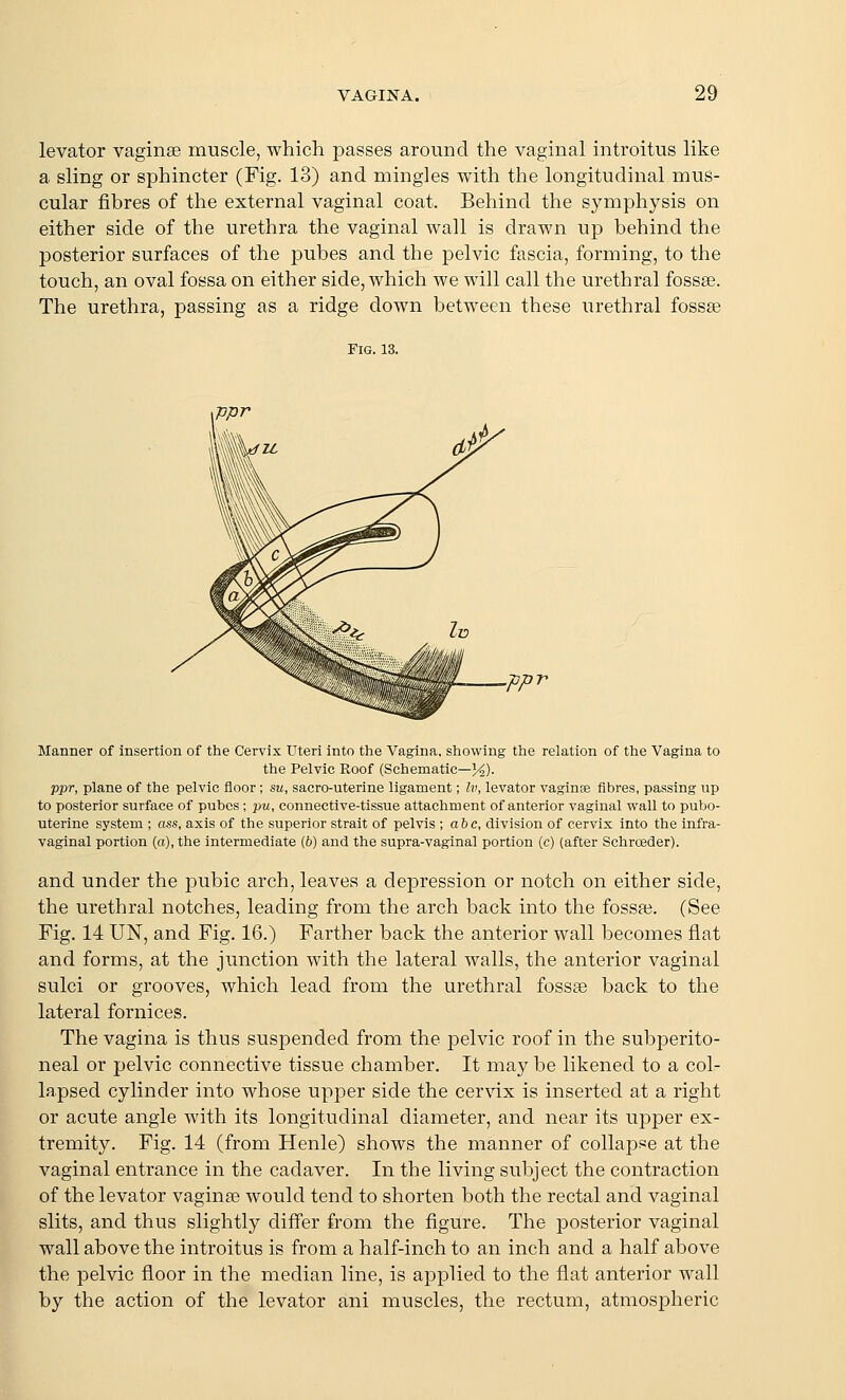levator vaginae muscle, which passes around the vaginal introitus like a sling or sphincter (Fig. 13) and mingles with the longitudinal mus- cular fibres of the external vaginal coat. Behind the symphysis on either side of the urethra the vaginal wall is drawn up behind the posterior surfaces of the pubes and the pelvic fascia, forming, to the touch, an oval fossa on either side, which we will call the urethral fossse. The urethra, passing as a ridge down between these urethral fossse Fig. 13. .-ppv Manner of insertion of the Cervix Uteri into the Vagina, showing the relation of the Vagina to the Pelvic Roof (Schematic—K)- ppr, plane of the pelvic floor; su, sacro-uterine ligament; Iv, levator vaginte fibres, passing up to posterior surface of pubes ; pw, connective-tissue attachment of anterior vaginal wall to pubo- uterine system ; aiii, axis of the superior strait of pelvis \ ahc, division of cervix into the infra- vaginal portion (a), the intermediate (6) and the supra-vaginal portion (c) (after Schroeder). and under the pubic arch, leaves a depression or notch on either side, the urethral notches, leading from the arch back into the fossa3. (See Fig. 14 UN, and Fig. 16.) Farther back the anterior wall becomes flat and forms, at the junction with the lateral walls, the anterior vaginal sulci or grooves, which lead from the urethral fossse back to the lateral fornices. The vagina is thus suspended from the pelvic roof in the subperito- neal or pelvic connective tissue chamber. It may be likened to a col- lapsed cylinder into whose upper side the cer\dx is inserted at a right or acute angle with its longitudinal diameter, and near its upper ex- tremity. Fig. 14 (from Henle) shows the manner of collapse at the vaginal entrance in the cadaver. In the living subject the contraction of the levator vaginse would tend to shorten both the rectal and vaginal slits, and thus slightly differ from the figure. The j)Osterior vaginal wall above the introitus is from a half-inch to an inch and a half above the pelvic floor in the median line, is aj^plied to the flat anterior wall by the action of the levator ani muscles, the rectum, atmospheric