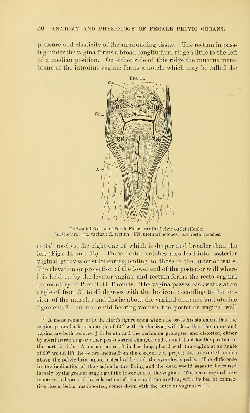 pressure and elasticity of the surrounding tissue. The rectum in pass- ing under the vagina forms a broad longitudinal ridge a little to the left of a median position. On either side of this ridge the mucous mem- brane of the introitus vaginae forms a notch, which may be called the Fig 14 Horizontal Section of Pelvic Floor near the Pelvic outlet (Henle). Ua, Urethra ; Va, vagina; R, rectum; UN, urethral notches ; RN, rectal notches. rectal notches, the right one of which is deeper and broader than the left (Figs. 14 and 16). These rectal notches also lead into posterior vaginal grooves or sulci corresponding to those in the anterior walls. The elevation or projection of the lower end of the posterior wall where it is held up by the levator vaginse and rectum forms the recto-vaginal promontory of Prof. T. G. Thomas. The vagina passes backwards at an angle of from 30 to 45 degrees with the horizon, according to the ten- sion of the muscles and fasciae about the vaginal entrance and uterine ligaments.* In the child-bearing woman the posterior vaginal wall * A measurement of D. B. Hart's figure upon which he bases his statement that the vagina passes back at an angle of 60° with the horizon, will show that tlie uterus and vagina are both reduced ^ in length and the perineum prolapsed and distorted, either by spirit hardening or other post-mortem changes, and cannot stand for the position of the parts in life. A normal uterus 3 inches long placed with the vagina at an angle of 60° would lift the os two inches from the coccyx, and project the anteverted fundus above the pelvic brim upon, instead of behind, tJie symphysis pubis. The difference in the inclination of the vagina in the living and the dead would seem to be caused largely by the greater sagging of the lower end of the vagina. The recto-vaginal pro- montory is depressed by relaxation of tissue, and the urethra, with its bed of connec- tive tissue, being unsupported, comes down with the anterior vaginal wall. J