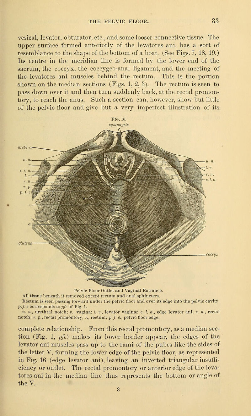 vesical, levator, obturator, etc., and some looser connective tissue. The upper surface formed anteriorly of the levatores ani, has a sort of resemblance to the shape of the bottom of a boat. (See Figs. 7, 18, 19.) Its centre in the meridian line is formed by the lower end of the sacrum, the coccyx, the coccygeo-anal ligament, and the meeting of the levatores ani muscles behind the rectum. This is the portion shown on the median sections (Figs. 1, 2, 3). The rectum is seen to pass down over it and then turn suddenly back, at the rectal promon- tory, to reach the anus. Such a section can, however, show but little of the pelvic floor and give but a very imperfect illustration of its gluteus coccyx Pelvic Floor Outlet and Vaginal Entrance. All tissue beneath it removed except rectum and anal sphincters. Rectum is seen passing forward under the pelvic floor and over its edge into the pelvic cavity p.f. e corresponds to pje of Fig. 1. u. 71., urethral notch; v., vagina; I. v., levator vaginse; e. I. a., edge levator ani; r. n., rectal notch; r. p., rectal promontor}'; r., rectum; p.f. e., pelvic floor edge. complete relationship. From this rectal promontory, as a median sec- tion (Fig. 1, pfe) makes its lower border appear, the edges of the levator ani muscles pass up to the rami of the pubes like the sides of the letter V, forming the lower edge of the pelvic floor, as represented in Fig. 16 (edge levator ani), leaving an inverted triangular insuffi- ciency or outlet. The rectal promontory or anterior edge of the leva- tores ani in the median line thus represents the bottom or angle of theV. 3