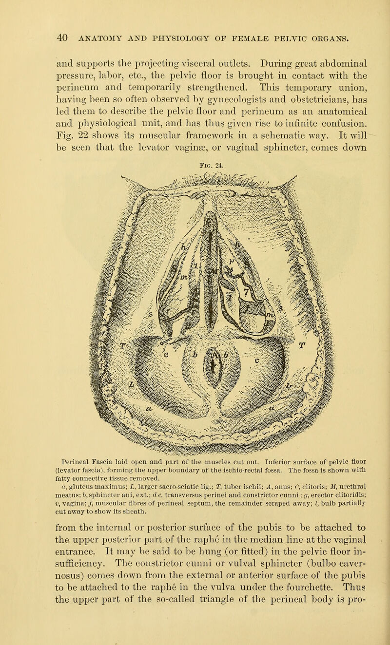 and supports the projecting visceral outlets. During great abdominal pressure, labor, etc., the pelvic floor is brought in contact with the perineum and temporarily strengthened. This temporary union, having been so often observed by gynecologists and obstetricians, has led them to describe the pelvic floor and perineum as an anatomical and physiological unit, and has thus given rise to infinite confusion. Fig. 22 shows its muscular framework in a schematic way. It will be seen that the levator vaginae, or vaginal sphincter, comes down Fig. 24. Perineal Fascia laid open and part of the muscles cut out. Inferior surface of pelvic floor (levator fascia), forming the upper boundary of the ischio-rectal fossa. The fossa is shown with fatty connective tissue removed. a, gluteus maximus; L, larger sacro-sciatic lig.; T, tuber ischii; A, anus; C, clitoris; M, urethral meatus; b, sphincter ani, ext.; d e, transversus perinei and constrictor ciinni; g, erector clitoridis; V, vagina; /, muscular fibres of perineal septum, the remainder scraped away; I, bulb partially cut away to show its sheath. from the internal or posterior surface of the pubis to be attached to the upper posterior part, of the raphe in the median line at the vaginal entrance. It may be said to be hung (or fitted) in the pelvic floor in- sufficiency. The constrictor cunni or vulval sphincter (bulbo caver- nosus) comes down from the external or anterior surface of the pubis to be attached to the raph6 in the vulva under the fourchette. Thus the upper part of the so-called triangle of the perineal body is pro-