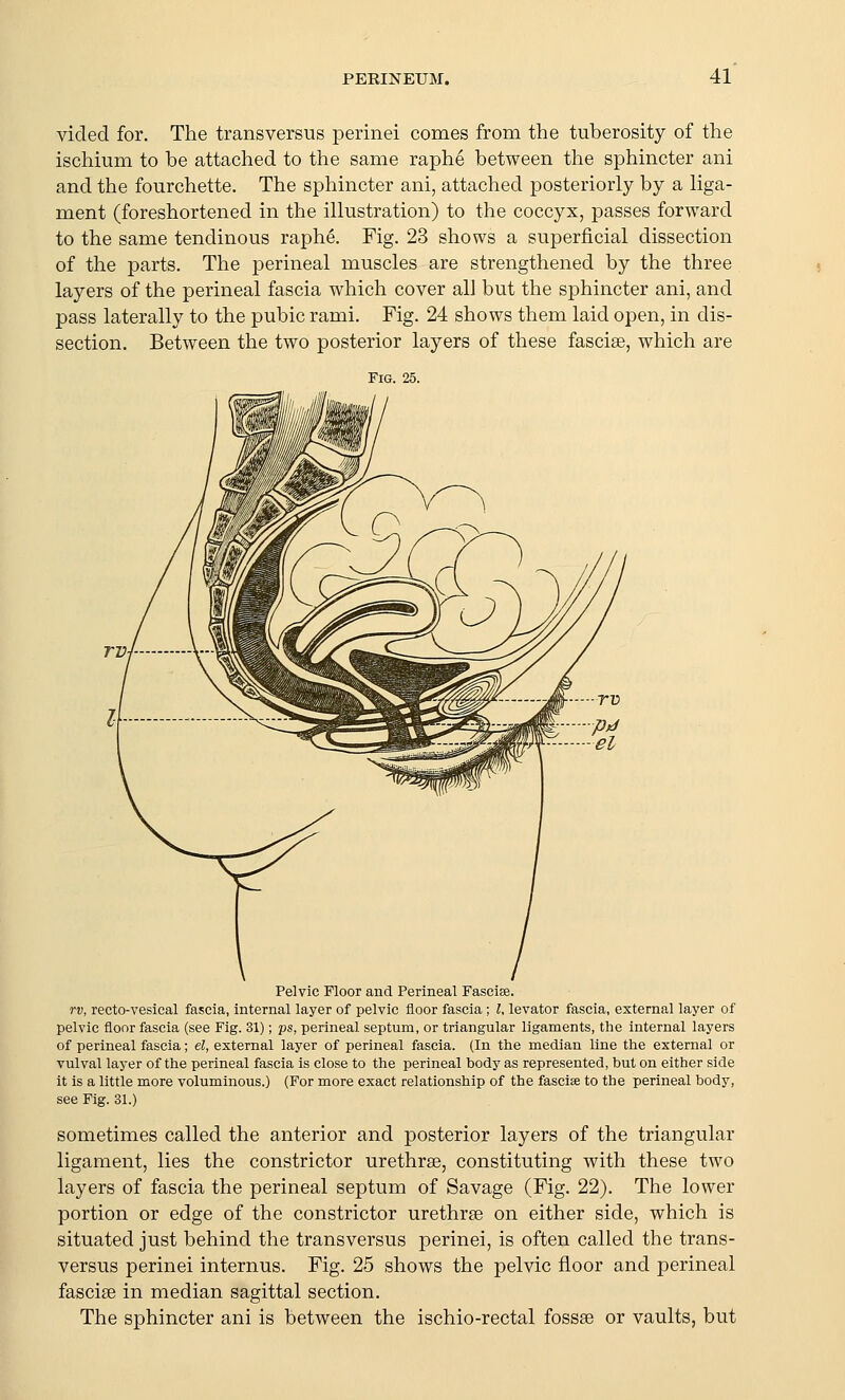 vided for. The transversus perinei comes from the tuberosity of the ischium to be attached to the same raphe between the sphincter ani and the fourchette. The sphincter ani, attached posteriorly by a liga- ment (foreshortened in the illustration) to the coccyx, passes forward to the same tendinous raphe. Fig. 23 shows a superficial dissection of the parts. The perineal muscles are strengthened by the three layers of the perineal fascia which cover all but the sphincter ani, and pass laterally to the pubic rami. Fig. 24 shows them laid open, in dis- section. Between the two posterior layers of these fasciae, which are Fig. 25. Pelvic Floor and Perineal Fascise. rv, recto-vesical fascia, internal layer of pelvic floor fascia ; I, levator fascia, external layer of pelvic floor fascia (see Fig. 31); ps, perineal septum, or triangular ligaments, the internal layers of perineal fascia; el, external layer of perineal fascia. (In the median line the external or vulval layer of the perineal fascia is close to the perineal body as represented, but on either side it is a little more voluminous.) (For more exact relationship of the fasciae to the perineal body, see Fig. 31.) sometimes called the anterior and posterior layers of the triangular ligament, lies the constrictor urethrse, constituting with these two layers of fascia the perineal septum of Savage (Fig. 22). The lower portion or edge of the constrictor urethree on either side, which is situated just behind the transversus perinei, is often called the trans- versus perinei internus. Fig. 25 shows the pelvic floor and perineal fasciae in median sagittal section. The sphincter ani is between the ischio-rectal fossae or vaults, but