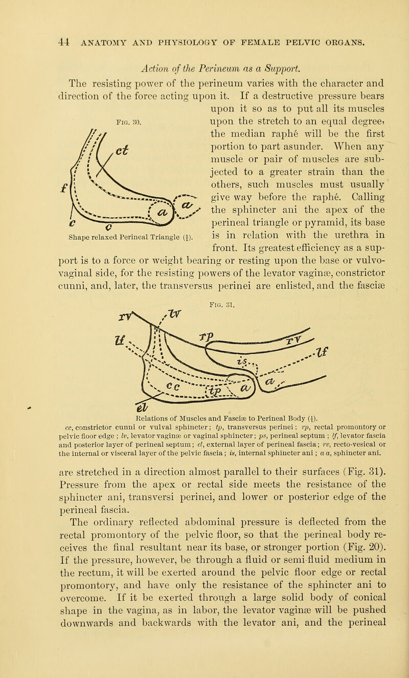 Action of the Perineum as a Support. The resisting power of the perineum varies with the character and direction of the force acting upon it. If a destructive pressure bears upon it so as to put all its muscles upon the stretch to an equal degree; the median raph6 will be the first portion to jjart asunder. When any muscle or pair of muscles are sub- jected to a greater strain than the others, such muscles must usually give way before the raphe. Calling the sphincter ani the apex of the perineal triangle or pyramid, its base is in relation with the urethra in front. Its greatest efficiency as a sup- port is to a force or weight bearing or resting upon the base or vulvo- vaginal side, for the resisting powers of the levator vaginse, constrictor cunni, and, later, the transversus perinei are enlisted, and the fasciae Shape relaxed Perineal Triangle (I). ytr Fig. 31. Relations of Muscles and Fasciae to Perineal Body ({). ce, constrictor cunni or vulval sphincter; tp, transversus perinei; rp, rectal promontory or pelvic floor edge ; Iv, levator vaginaj or vaginal sphincter; ps, perineal septum ; //, levator fascia and posterior layer of perineal septum; el, external layer of perineal fascia; rv, recto-vesical or the internal or visceral la3''er of the pelvic fascia; is, internal sphincter ani; a a, sphincter ani. are stretched in a direction almost parallel to their surfaces (Fig. 31). Pressure from the aj)ex or rectal side meets the resistance of the sphincter ani, transversi perinei, and lower or posterior edge of the perineal fascia. The ordinary reflected abdominal pressure is deflected from the rectal promontory of the pelvic floor, so that the perineal body re- ceives the final resultant near its base, or stronger portion (Fig. 20). If the pressure, however, be through a fluid or semi-fluid medium in the rectum, it will be exerted around the pelvic floor edge or rectal promontory, and have only the resistance of the sphincter ani to overcome. If it be exerted through a large solid body of conical shape in the vagina, as in labor, the levator vaginse will be pushed downwards and backwards with the levator ani, and the perineal
