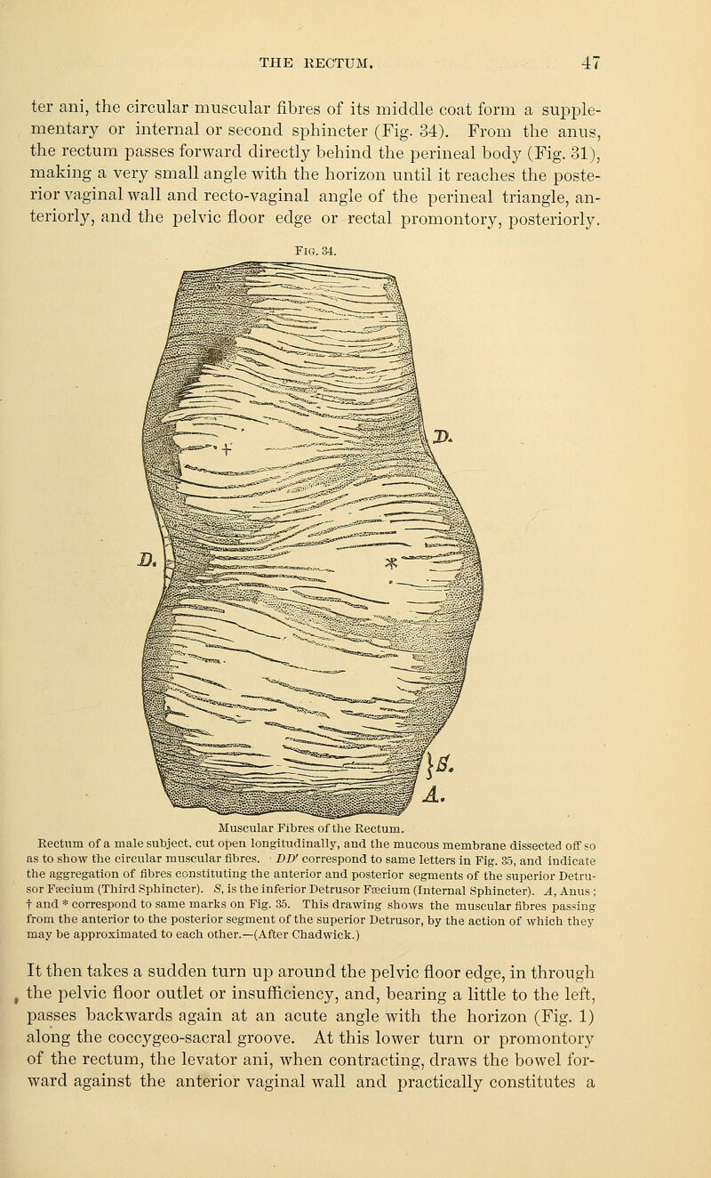 ter ani, the circular muscular fibres of its middle coat form a supple- mentary or internal or second sphincter (Fig. 34). From the anus, the rectum passes forward directly behind the perineal body (Fig. 31), making a very small angle with the horizon until it reaches the poste- rior vaginal wall and recto-vaginal angle of the perineal triangle, an- teriorly, and the pelvic floor edge or rectal promontory, posteriorly. Fig. 34. Muscular Fibres of the Rectum. Rectum of a male subject, cut open longitudinally, and the mucous membrane dissected off so as to show the circular muscular fibres. DD' correspond to same letters in Fig. 35, and indicate the aggregation of fibres constituting the anterior and posterior segments of the superior Detru- sor Faecium (Third Sphincter). S, is the inferior Detrusor Fsecium (Internal Sphincter). A, Anus ; t and * correspond to same marks on Fig. 35. This drawing shows the muscular fibres passing from the anterior to the posterior segment of the superior Detrusor, by the action of which they may be approximated to each other.—(After Chad wick.) It then takes a sudden turn up around the pelvic floor edge, in through the pelvic floor outlet or insufficiency, and, bearing a little to the left, passes backwards again at an acute angle with the horizon (Fig. 1) along the coccygeo-sacral groove. At this lower turn or promontory of the rectum, the levator ani, when contracting, draws the bowel for- ward against the anterior vaginal wall and practically constitutes a