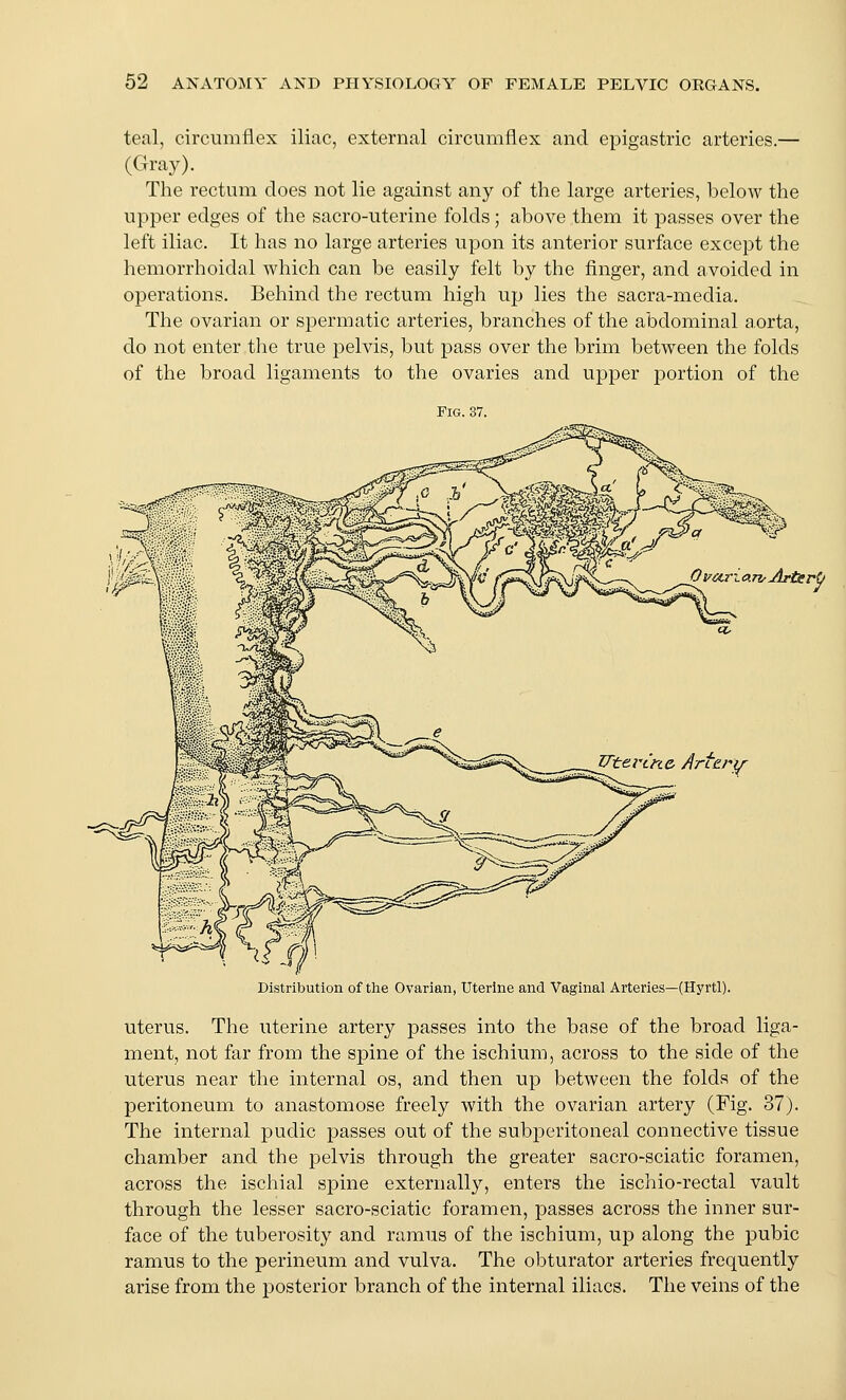 teal, circumflex iliac, external circumflex and epigastric arteries.— (Gray). The rectum does not lie against any of the large arteries, below the upper edges of the sacro-uterine folds; above them it passes over the left iliac. It has no large arteries upon its anterior surface except the hemorrhoidal which can be easily felt by the finger, and avoided in operations. Behind the rectum high up lies the sacra-media. The ovarian or spermatic arteries, branches of the abdominal aorta, do not enter the true pelvis, but pass over the brim between the folds of the broad ligaments to the ovaries and upper portion of the Fig. 37. uterus. The uterine artery passes into the base of the broad liga- ment, not far from the spine of the ischium, across to the side of the uterus near the internal os, and then up between the folds of the peritoneum to anastomose freely with the ovarian artery (Fig. 37). The internal pudic passes out of the subperitoneal connective tissue chamber and the pelvis through the greater sacro-sciatic foramen, across the ischial spine externally, enters the ischio-rectal vault through the lesser sacro-sciatic foramen, passes across the inner sur- face of the tuberosity and ramus of the ischium, up along the pubic ramus to the perineum and vulva. The obturator arteries frequently arise from the posterior branch of the internal iliacs. The veins of the