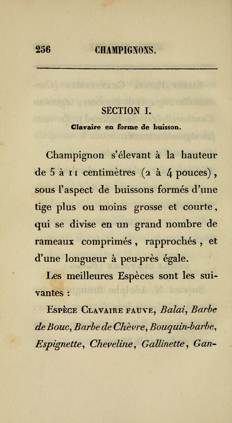 SECTION I. Clavaire en forme de buisson. Champignon s'élevant à la hauteur de 5 à II centimètres (2 à 4 pouces) , sous l'aspect de buissons formés d'une tige plus ou moins grosse et courte, qui se divise en un grand nombre de rameaux comprimés , rapprochés , et d'une longueur à peu-près égale. Les meilleures Espèces sont les sui- vantes : Espèce Cla^vaire fauve, Balai, Barbe deBouc^ Barbe de Che^^re^ Bouquin-barbe^ Espignette, Cheveline, Gallinette, Gan-