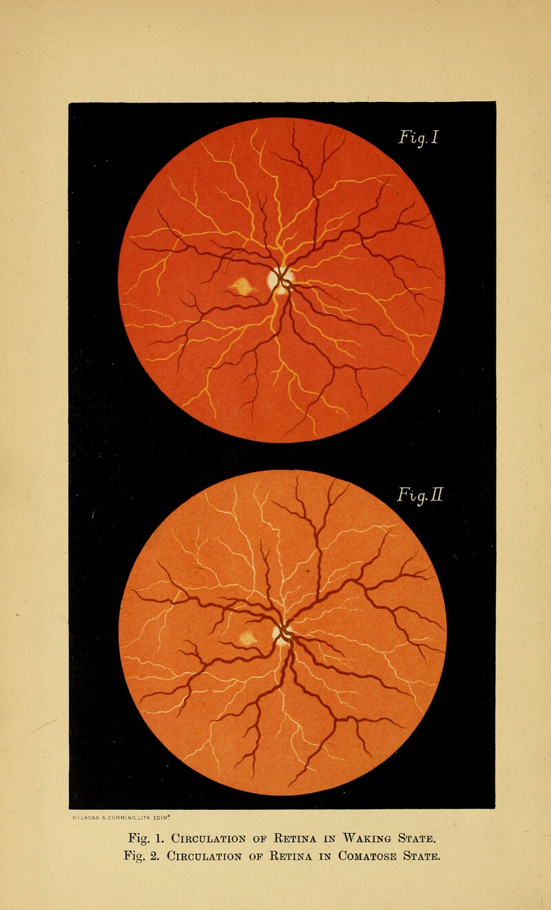 Fig. 1. Circulation of Retina in Waking State.