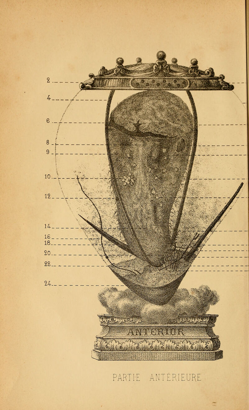 PARITE ANTÉRIEURE