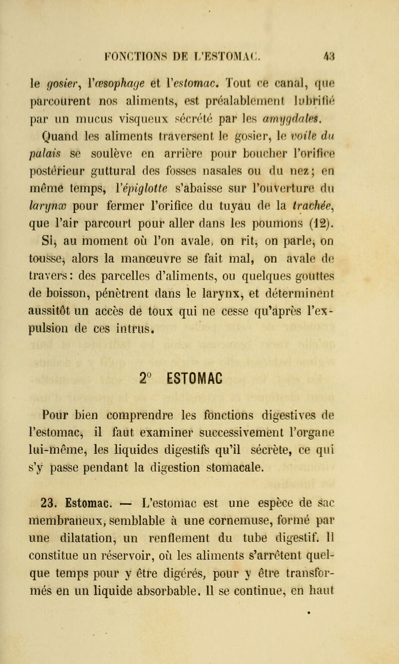 le gosier, Yœsophage et Yestomac. Tout ce canal, que parcourent nos aliments, est prcalablemenl lubMflé par un mucus visqueux sécrété par les amygdales. Quand les aliments traversent le gosier, le VOilë du palais se soulève en arrière pour boucher l'orifice postérieur guttural des fosses nasales ou du nez; en même temps, Yépiglotte s'abaisse sur l'ouverture du larynx pour fermer l'orifice du tuyau de la trachée, que l'air parcourt pour aller dans les poumons (12). Si, au moment où l'on avale, on rit, on parle, on tousse, alors la manœuvre se fait mal, on avale de travers : des parcelles d'aliments, ou quelques gouttes de boisson, pénètrent dans le larynx, et déterminent aussitôt un accès de toux qui ne cesse qu'après l'ex- pulsion de ces intrus. 2° ESTOMAC Pour bien comprendre les fonctions digestives de l'estomac, il faut examiner successivement l'organe lui-même, les liquides digestifs qu'il sécrète, ce qui s'y passe pendant la digestion stomacale. 23. Estomac. — L'estomac est une espèce de sac membraneux, semblable à une cornemuse, formé par une dilatation, un renflement du tube digestif. 11 constitue un réservoir, où les aliments s'arrêtent quel- que temps pour y être digérés, pour y être transfor- més en un liquide absorbable. 11 se continue, en haut
