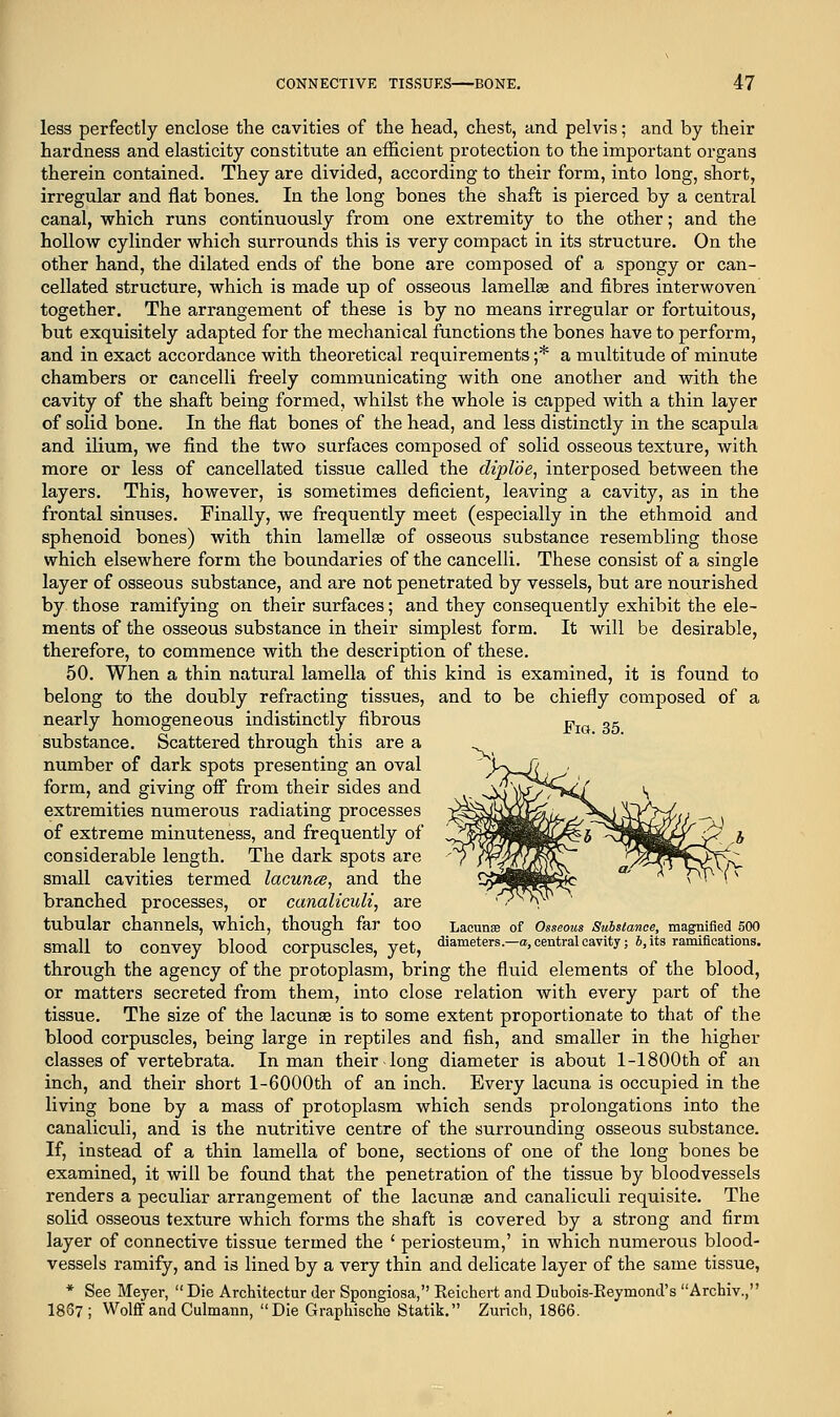 less perfectly enclose the cavities of the head, chest, and pelvis; and by their hardness and elasticity constitute an efficient protection to the important organs therein contained. They are divided, according to their form, into long, short, irregular and flat bones. In the long bones the shaft is pierced by a central canal, which runs continuously from one extremity to the other; and the hollow cylinder which surrounds this is very compact in its structure. On the other hand, the dilated ends of the bone are composed of a spongy or can- cellated structure, which is made up of osseous lamella? and fibres interwoven together. The arrangement of these is by no means irregular or fortuitous, but exquisitely adapted for the mechanical functions the bones have to perform, and in exact accordance with theoretical requirements ;* a multitude of minute chambers or cancelli freely communicating with one another and with the cavity of the shaft being formed, whilst the whole is capped with a thin layer of solid bone. In the flat bones of the head, and less distinctly in the scapula and ilium, we find the two surfaces composed of solid osseous texture, with more or less of cancellated tissue called the diploe, interposed between the layers. This, however, is sometimes deficient, leaving a cavity, as in the frontal sinuses. Finally, we frequently meet (especially in the ethmoid and sphenoid bones) with thin lamellae of osseous substance resembling those which elsewhere form the boundaries of the cancelli. These consist of a single layer of osseous substance, and are not penetrated by vessels, but are nourished by those ramifying on their surfaces; and they consequently exhibit the ele- ments of the osseous substance in their simplest form. It will be desirable, therefore, to commence with the description of these. 50. When a thin natural lamella of this kind is examined, it is found to belong to the doubly refracting tissues, and to be chiefly composed of a nearly homogeneous indistinctly fibrous p, 05 substance. Scattered through this are a number of dark spots presenting an oval form, and giving oiF from their sides and extremities numerous radiating processes of extreme minuteness, and frequently of considerable length. The dark spots are small cavities termed lacunce, and the branched processes, or canaliculi, are tubular channels, which, though far too Lacuna! of Osseous Substance, magnified 500 Small to convey blood corpuscles, yet, <Hameters.-o, central cavity; b, its ramifications. through the agency of the protoplasm, bring the fluid elements of the blood, or matters secreted from them, into close relation with every part of the tissue. The size of the lacunas is to some extent proportionate to that of the blood corpuscles, being large in reptiles and fish, and smaller in the higher classes of vertebrata. In man their Jong diameter is about l-1800th of an inch, and their short 1-6000th of an inch. Every lacuna is occupied in the living bone by a mass of protoplasm which sends prolongations into the canaliculi, and is the nutritive centre of the surrounding osseous substance. If, instead of a thin lamella of bone, sections of one of the long bones be examined, it will be found that the penetration of the tissue by bloodvessels renders a peculiar arrangement of the lacunae and canaliculi requisite. The solid osseous texture which forms the shaft is covered by a strong and firm layer of connective tissue termed the ' periosteum,' in which numerous blood- vessels ramify, and is lined by a very thin and delicate layer of the same tissue, * See Meyer,  Die Architectur der Spongiosa, Reichert and Dubois-Reymond's Archiv., I867 ; Wolff and Culmann, Die Graphische Statik. Zurich, 1866.