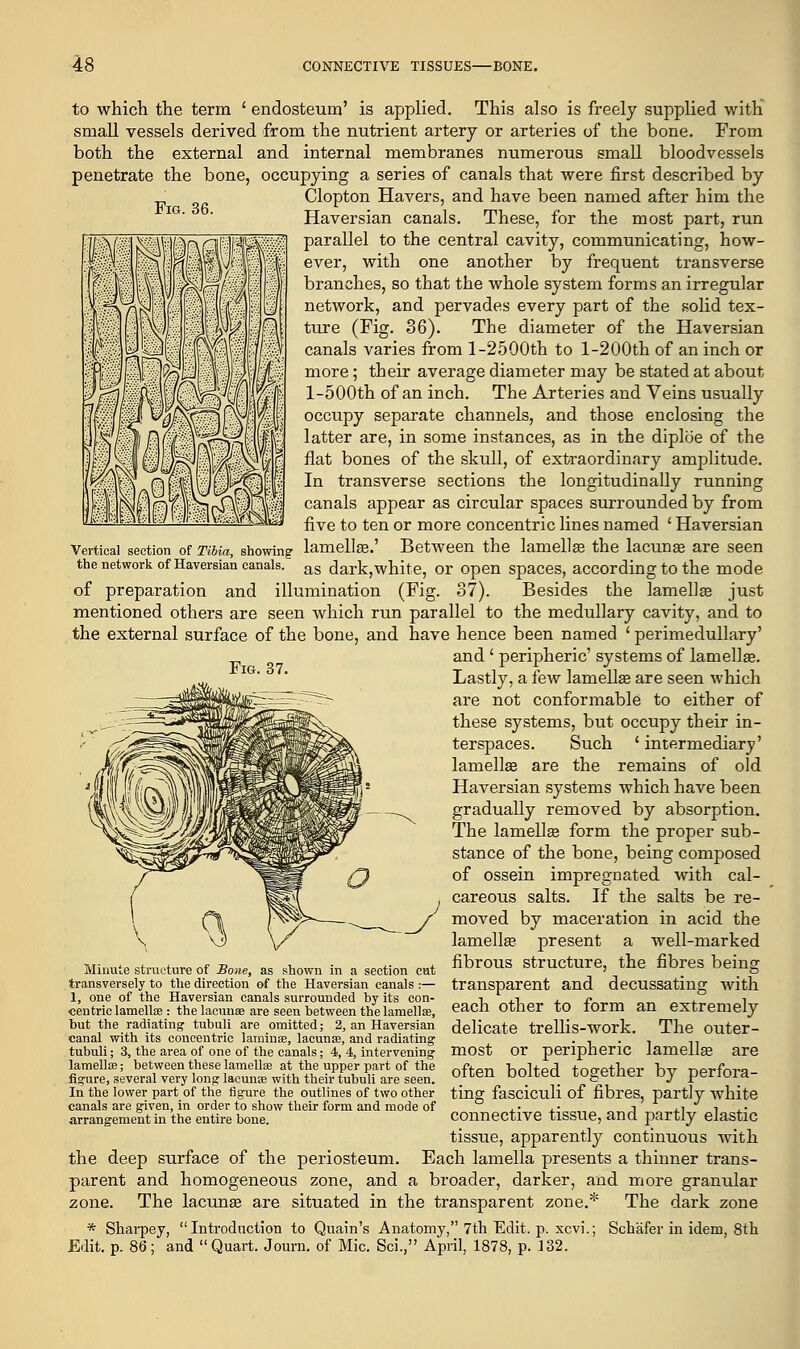 Fig. 36. to which the term ' endosteum' is applied. This also is freely supplied with small vessels derived from the nutrient artery or arteries of the bone. From both the external and internal membranes numerous small bloodvessels penetrate the bone, occupying a series of canals that were first described by Clopton Havers, and have been named after him the Haversian canals. These, for the most part, run parallel to the central cavity, communicating, how- ever, with one another by frequent transverse branches, so that the whole system forms an irregular network, and pervades every part of the solid tex- ture (Fig. 36). The diameter of the Haversian canals varies from 1-2500th to l-200th of an inch or more; their average diameter may be stated at about l-500th of an inch. The Arteries and Veins usually occupy separate channels, and those enclosing the latter are, in some instances, as in the diplbe of the flat bones of the skull, of extraordinary amplitude. In transverse sections the longitudinally running canals appear as circular spaces surrounded by from five to ten or more concentric lines named ' Haversian Vertical section of Tibia, showing lamella?.' Between the lamellae the lacuna? are seen the network of Haversian canals. as dark, white, or open spaces, according to the mode of preparation and illumination (Fig. 87). Besides the lamella? just mentioned others are seen which run parallel to the medullary cavity, and to the external surface of the bone, and have hence been named ' perimedullary' and ' peripheric' systems of lamellae. Fig. 37. Lastly, a few lamella? are seen which are not conformable to either of these systems, but occupy their in- terspaces. Such ' intermediary' lamella? are the remains of old Haversian systems which have been gradually removed by absorption. The lamella? form the proper sub- stance of the bone, being composed of ossein impregnated with cal- careous salts. If the salts be re- moved by maceration in acid the lamella? present a well-marked fibrous structure, the fibres being transparent and decussating with each other to form an extremely delicate trellis-work. The outer- most or peripheric lamella? are often bolted together by perfora- Minute structure of Bone, as shown in a section cut transversely to the direction of the Haversian canals :— 1, one of the Haversian canals surrounded hy its con- centric lamellae : the lacunae are seen between the lamellae, but the radiating tubuli are omitted; 2, an Haversian canal with its concentric lamina?, lacunas, and radiating tubuli; 3, the area of one of the canals; 4, 4, intervening lamellse; between these lamella? at the upper part of the figure, several very long lacunae with their tubuli are seen. In the lower part of the figure the outlines of two other ting fasciculi of fibres, partly white canals are given, in order to show their form and mode of ,• ,• jj.ii.tj arrangement in the entire bone. connective tissue, and partly elastic tissue, apparently continuous with the deep surface of the periosteum. Each lamella presents a thinner trans- parent and homogeneous zone, and a broader, darker, and more granular zone. The lacuna? are situated in the transparent zone.* The dark zone * Sharper, Introduction to Quain's Anatomy, 7th Edit. p. xcvi.; Schafer in idem, 8th Edit. p. 86; and Quart. Journ. of Mic. Sci., April, 1878, p. 132.