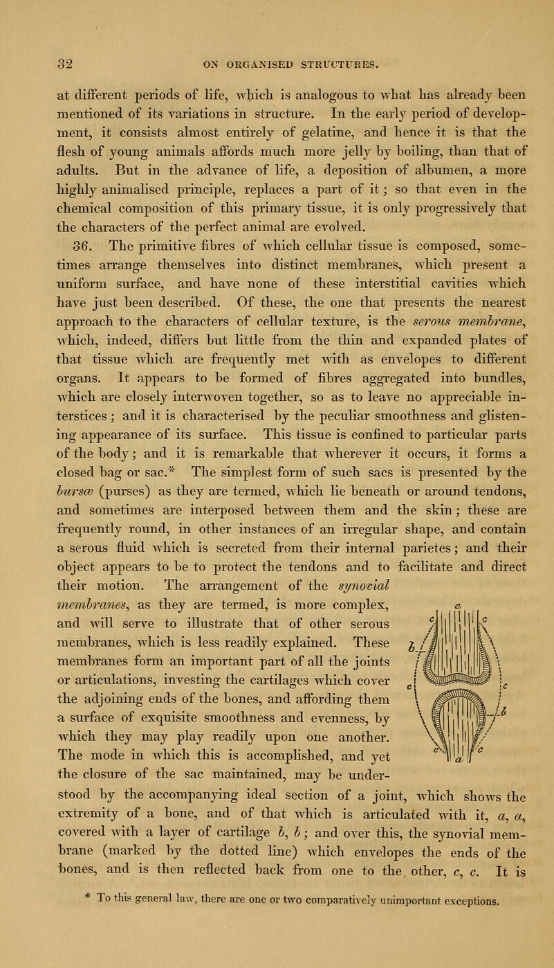 at cliflPerent periods of life, Avliicli is analogous to what lias already been mentioned of its variations in structure. In the earlj period of develop- ment, it consists almost entirely of gelatine, and hence it is that the flesh of young animals affords much more jelly by boiling, than that of adults. But in the advance of life, a deposition of albumen, a more highly animalised principle, replaces a part of it; so that even in the chemical composition of this primary tissue, it is only progressively that the characters of the perfect animal are evolved. 36. The primitive fibres of which cellular tissue is composed, some- times arrange themselves into distinct membranes, which present a uniform surface, and have none of these interstitial cavities Avhich have just been described. Of these, the one that presents the nearest approach to the characters of cellular texture, is the serous membrane, which, indeed, differs but little from the thin and expanded plates of that tissue which are frequently met with as envelopes to different organs. It appears to be formed of fibres aggregated into bundles, which are closely interwoven together, so as to leave no appreciable in- terstices ; and it is characterised by the peculiar smoothness and glisten- ing appearance of its surface. This tissue is confined to particular parts of the body; and it is remarkable that wherever it occurs, it forms a closed bag or sac* The simplest form of such sacs is presented by the hurs(B (purses) as they are termed, which lie beneath or around tendons, and sometimes are interposed between them and the skin; these are frequently round, in other instances of an irregular shape, and contain a serous fluid which is secreted from their internal parietes; and their object appears to be to protect the tendons and to facilitate and direct their motion. The arrangement of the synovial mem,hranes, as they are termed, is more complex, and will serve to illustrate that of other serous membranes, which is less readily explained. These membranes form an important part of all the joints or articulations, investing the cai-tilages which cover the adjoining ends of the bones, and affording them a, surface of exquisite smoothness and evenness, by which they may play readily upon one another. The mode in which this is accomplished, and yet the closure of the sac maintained, may be under- stood by the accompanying ideal section of a joint, Avhich shows the extremity of a bone, and of that which is articulated with it, «, a, covered with a layer of cartilage h, b; and over this, the synovial mem- brane (marked by the dotted line) which envelopes the ends of the bones, and is then reflected back from one to the other, c, c. It is * To this general law, there are one or two comparatively unimportant exceptions.