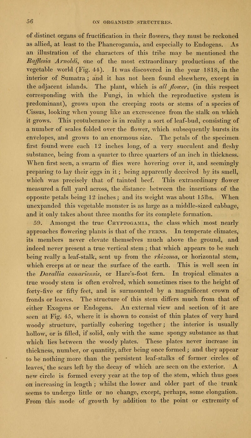 of distinct organs of fructification in their flowers, tliey must be reckoned as allied, at least to the Phanerogamia, and especially to Endogens. As an illustration of the characters of this tribe may be mentioned the Raff.esia Arnoldiy one of the most extraordinary productions of the vegetable world (Fig. 44). It was discovered in the year 1818, in the interior of Sumatra; and it has not been found elsewhere, except in the adjacent islands. The plant, which is all fioimr^ (in this respect coi-responding with the Fungi, in which the reproductive system is predominant), grows upon the creeping roots or stems of a species of Cissus, looking when young like an excrescence from the stalk on which it groAvs. This protuberance is in reality a sort of leaf-bud, consisting of a number of scales folded over the flower, which subsequently bursts its envelopes, and grows to an enormous size. The petals of the specimen first found were each 12 inches long, of a very succulent and fleshy substance, being fi-om a quarter to three quarters of an inch in thickness. When first seen, a swarm of flies were hovering over it, and seemingly preparing to lay their eggs in it; being apparently deceived by its smell, which was precisely that of tainted beef. This extraordinary flower measured a full yard across, the distance between the insertions of the opposite petals being 12 inches; and its weight was about ISibs. When unexpanded this vegetable monster is as large as a middle-sized cabbage, and it only takes about three months for its complete formation. 59. Amongst the true Ckyptogamia, the class which most nearly approaches flowering plants is that of the ferns. In temperate climates, its members never elevate themselves much above the ground, and indeed never present a true vertical stem; that which appears to be such being really a leaf-stalk, sent up from the rJiizoma, or horizontal stem, which creeps at or near the surface of the earth. This is well seen in the Davallia canariensis, or Hare's-foot fern. In tropical climates a true woody stem is often evolved, which sometimes rises to the height of forty-five or fifty feet, and is surmounted by a magnificent cro^vn of fronds or leaves. The structure of this stem differs much from that of either Exogens or Endogens. An external view and section of it are seen at Fig. 45, where it is shown to consist of thin plates of very hard woody structure, partially cohering together; the interior is usually hollow, or is filled, if solid, only with the same spongy substance as that which lies between the woody plates. These plates never increase in thickness, number, or quantity, after being once formed; and they appear to be nothing more than the persistent leaf-stalks of former circles of leaves,' the scars left by the decay of which are seen on the exterior. A new circle is formed every year at the top of the stem, which thus goes on increasing in length; whilst the lower and older part of the trunk seems to undergo little or no change, except, perhaps, some elongation. From this mode of growth by addition to the point or extremity of