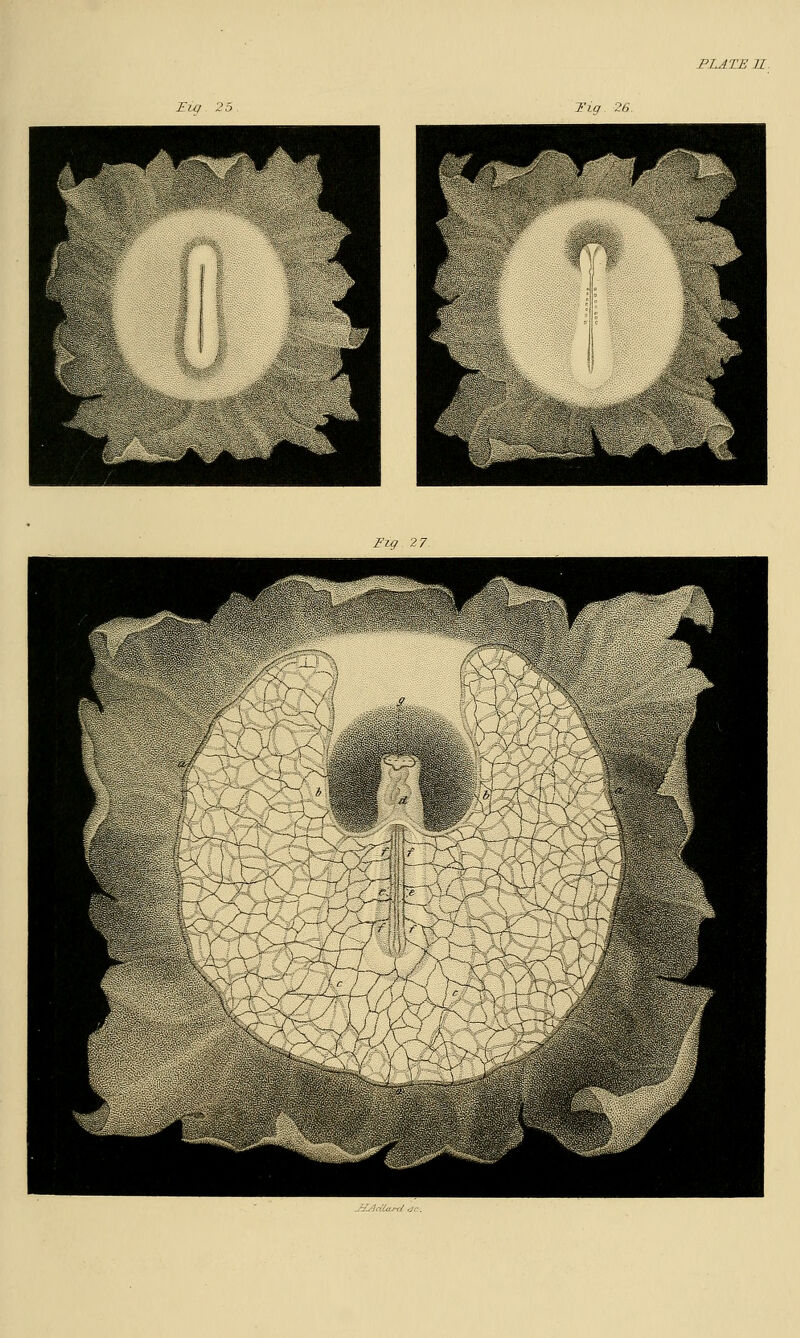 PLATE II I'm 25 Tiff 26. Fig 27