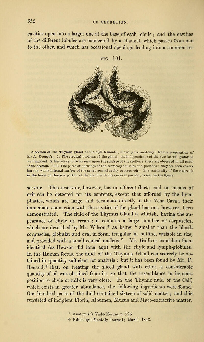 cavities open into a larger one at the base of each lobule ; and the cavities of the different lobules are connected by a channel, which passes from one to the other, and which has occasional openings leading into a common re- fig. 101. A section of the Thymus gland at the eighth month, showing its anatomy; from a preparation of Sir A. Cooper's. 1. The cervical portions of the gland ; the independence of the two lateral glands is well marked. 2. Secretory follicles seen upon the surface of the section ; these are observed in all parts of the section. 3, 3. The pores or openings of the secretory follicles aud pouches ; they are seen cover- ing the whole internal surface of the great central cavity or reservoir. The continuity of the reservoir in the lower or thoracic portion of the gland with the cervical portion, is seen in the figure. servoir. This reservoir, however, has no efferent duct; arid no means of exit can be detected for its contents, except that afforded by the Lym- phatics, which are large, and terminate directly in the Vena Cava; their immediate connection with the cavities of the gland has not, however, been demonstrated. The fluid of the Thymus Gland is whitish, having the ap- pearance of chyle or cream; it contains a large number of corpuscles, which are described by Mr. Wilson,* as being  smaller than the blood- corpuscles, globular and oval in form, irregular in outline, variable in size, and provided with a small central nucleus. Mr. Gulliver considers them identical (as Hewson did long ago) with the chyle and lymph-globules. In the Human foetus, the fluid of the Thymus Gland can scarcely be ob- tained in quantity sufficient for analysis : but it has been found by Mr. F. Renaud,* that, on treating the sliced gland with ether, a considerable quantity of oil was obtained from it; so that the resemblance in its com- position to chyle or milk is very close. In the Thymic fluid of the Calf, which exists in greater abundance, the following ingredients were found. One hundred parts of the fluid contained sixteen of solid matter; and this consisted of incipient Fibrin, Albumen, Mucus and Mu co-extractive matter, * Anatomist's Vade-Mecum, p. 526. t Edinburgh Monthly Journal; March, 1843.
