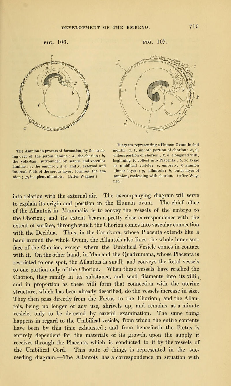 FIG. 106. FIG. 107. 715 The Amnion in process of formation, by the arch- ing over of the serous lamina: a, the chorion; 6, the yolk-hag, surrounded by serous and vascular laminae; c, the embryo ; d, e, and /, external and internal folds of the serous layer, forming the am- nion ; g, incipient allantois. (After Wagner.) Diagram representing a Human Ovum in 2nd month: a, 1, smooth portion of chorion ; a, 2, villous portion of chorion ; k, k, elongated villi, beginning to collect into Placenta ; 6, yolk-sac or umbilical vesicle; c, embryo; /, amnion (inner layer); g, allantois; h, outer layer of amnion, coalescing with chorion. (After Wag- ner.) into relation with the external air. The accompanying diagram will serve to explain its origin and position in the Human ovum. The chief office of the Allantois in Mammalia is to convey the vessels of the embryo to the Chorion; and its extent bears a pretty close correspondence with the extent of surface, through which the Chorion comes into vascular connection with the Decidua. Thus, in the Carnivora, whose Placenta extends like a band around the whole Ovum, the Allantois also lines the whole inner sur- face of the Chorion, except where the Umbilical Vesicle comes in contact with it. On the other hand, in Man and the Quadrumana, whose Placenta is restricted to one spot, the Allantois is small, and conveys the foetal vessels to one portion only of the Chorion. When these vessels have reached the Chorion, they ramify in its substance, and send filaments into its villi; and in proportion as these villi form that connection with the uterine structure, which has been already described, do the vessels increase in size. They then pass directly from the Foetus to the Chorion ; and the Allan- tois, being no longer of any use, shrivels up, and remains as a minute vesicle, only to be detected by careful examination. The same thing happens in regard to the Umbilical vesicle, from which the entire contents have been by this time exhausted; and from henceforth the Foetus is entirely dependent for the materials of its growth, upon the supply it receives through the Placenta, which is conducted to it by the vessels of the Umbilical Cord. This state of things is represented in the suc- ceeding diagram.—The Allantois has a correspondence in situation with