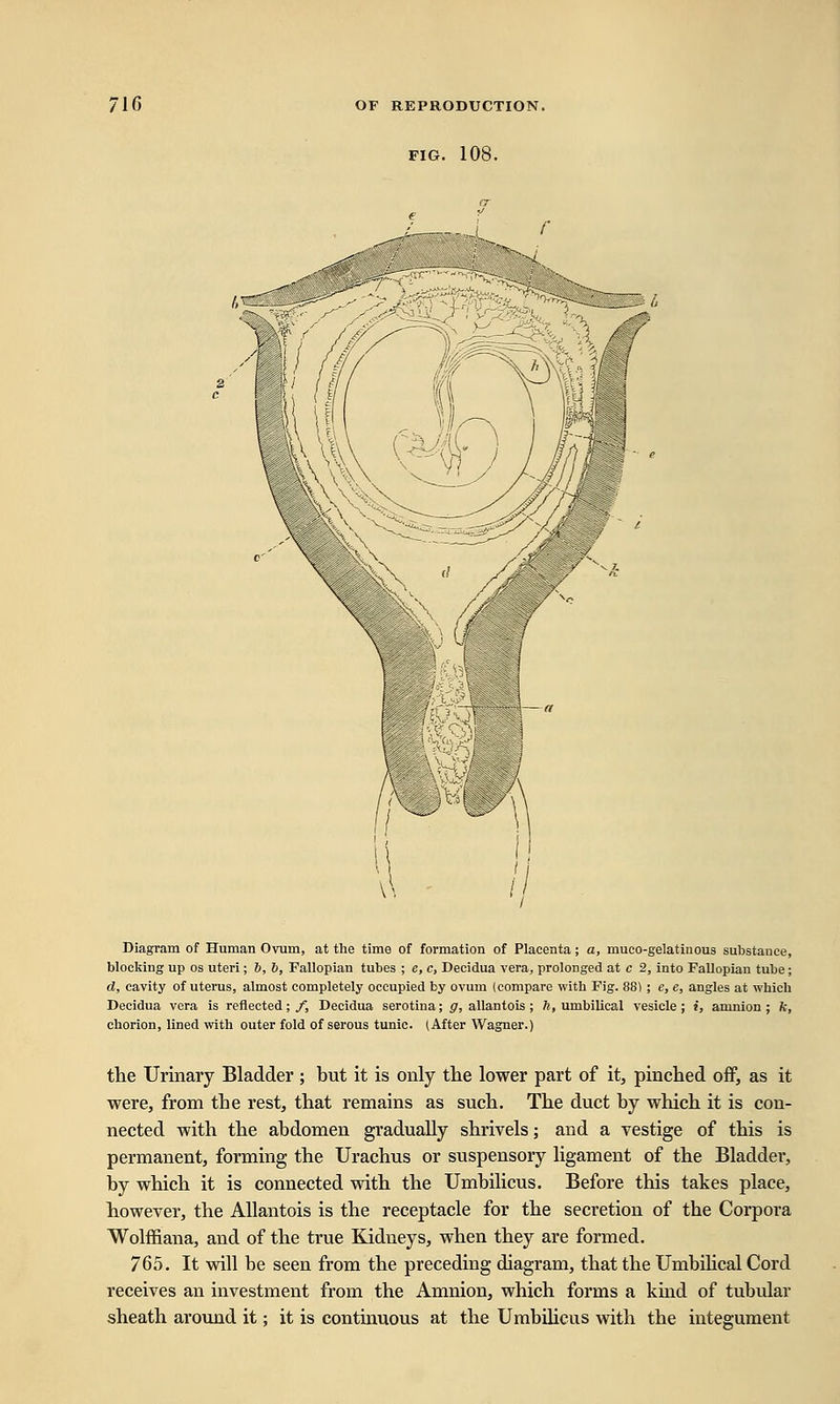 FIG. 108. I -w^w \ I \\ Diagram of Human Ovum, at the time of formation of Placenta; a, muco-gelatiaous substance, blocking up os uteri; 6, 6, Fallopian tubes ; e, c, Decidua vera, prolonged at c 2, into Fallopian tube; d, cavity of uterus, almost completely occupied by ovum (compare with Fig. 88) ; e, e, angles at which Decidua vera is reflected; f, Decidua serotina; g, allantois ; h, umbilical vesicle ; i, amnion ; ft, chorion, lined with outer fold of serous tunic. (After Wagner.) the Urinary Bladder; but it is only the lower part of it, pinched off, as it were, from the rest, that remains as such. The duct by which it is con- nected with the abdomen gradually shrivels; and a vestige of this is permanent, forming the Urachus or suspensory ligament of the Bladder, by which it is connected with the Umbilicus. Before this takes place, however, the Allantois is the receptacle for the secretion of the Corpora Wolffiana, and of the true Kidneys, when they are formed. 765. It will be seen from the preceding diagram, that the Umbilical Cord receives an investment from the Amnion, which forms a kind of tubular sheath around it; it is continuous at the Umbilicus with the integument