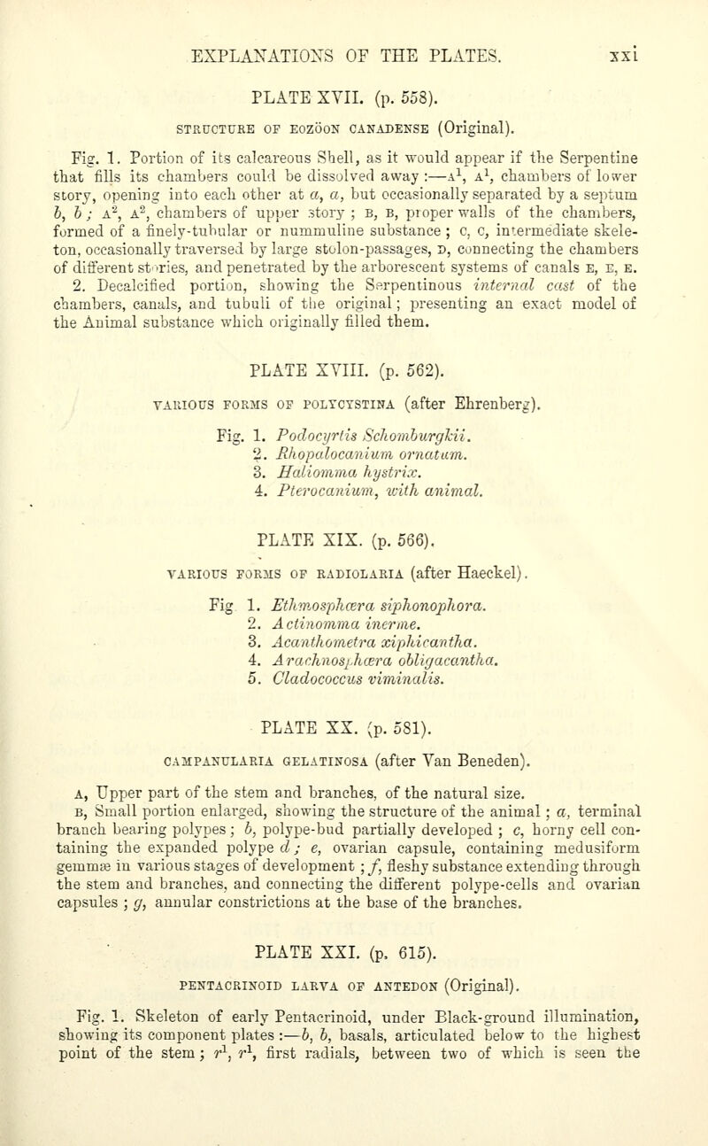 PLATE XYIL (p. 558). STRUCTURE OF EOZOON CANADENSE (Original). Fig. 1. Portion of its calcareous Shell, as it would appear if the Serpentine that fills its chambers could be dissolved away :—a1, a1, chambers of lower story, opening into each other at a, a, but occasionally separated by a septum b, b ; A2, A2, chambers of upper story ; B, B, proper walls of the chambers, formed of a finely-tubular or nummuline substance ; c, c, intermediate skele- ton, occasionally traversed by large stolon-passages, d, connecting the chambers of different st-Ties, and penetrated by the arborescent systems of canals E, e, e. 2. Decalcified portion, showing the Serpentinous internal cast of the chambers, canals, and tubuli of the original; presenting an exact model of the Animal substance which originally filled them. PLATE XVIII. (p. 562). various forms of polycystina (after Ehrenberg). Fig. 1. Podocyrtis Schomburgkii. 2. Rhopalocanium ornatam. 3. Haliomma hystrix. 4. Pterocanium, with animal. PLATE XIX. (p. 566). various forms of radiolaria (after Haeckel). Fig 1. Eth?nospha?ra siplionophora. 2. Actinomma inerme. 3. Acanthometra xiphicantha. 4. Arachnos/.hcera obligacaniha. 5. Cladococcus viminalis. PLATE XX. (p. 5S1). campanularia gelatinosa (after Van Beneden). A, Upper part of the stem and branches, of the natural size. b, Small portion enlarged, showing the structure of the animal; a, terminal branch bearing polypes ; b, polype-bud partially developed ; c, horny cell con- taining the expanded polype d; e, ovarian capsule, containing medusiform gemmae in various stages of development ; f, fleshy substance extending through the stem and branches, and connecting the different polype-cells and ovarian capsules ; g, annular constrictions at the base of the branches. PLATE XXI. (p, 615). PENTACRINOID LARVA OF ANTEDON (Original). Fig. 1. Skeleton of early Pentacrinoid, under Black-ground illumination, showing its component plates :—b, b, basals, articulated below to the highest point of the stem; r1, r1, first radials, between two of which is seen the
