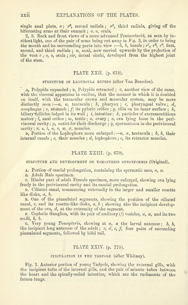 single anal plate, a; r2, second radials ; r3, third radials, giving off the bifurcating arms at their summit; o, o, orals. 2, 3. Back and front views of a more advanced Pentacrinoid, as seen by in- cident light, one of the pair of arms being cut away in Fig. 3, in order to bring the mouth audits surrounding parts into view :—b, b, basals ; r\ r2, r3, first, second, and third radials ; a, anal, now carried upwards by the projection of the vent v ; o, o, orals ; cir, dorsal cirrhi, developed from the highest joint of the stem. PLATE XXII. (p. 618). structure op laguncula repens (after Van Beneden). A, Polypide expanded ; b, Polypide retracted ; c, another view of the same, with the visceral apparatus in outline, that the manner in which it is doubled on itself, with the tentacular crown and muscular system, may be more distinctly seen :—a, a, tentacula; b, pharynx ; c, pharyngeal valve; d, oesophagus ; e, stomach ; /, its pyloric orifice ; g, cilia on its inner surface ; k, biliary-follicles lodged in its wall ; i, intestine; k, particles of excrementitious matter; Z, anal orifice ; m, testis ; n, ovary ; o, ova lying loose in the peri- visceral cavity; p, outlet for their discharge ; q, spermatozoa in the perivisceral cavity ; r, s, t, u, v, w, x, muscles. D, Portion of the Lophophore more enlarged:—a, a, tentacula ; b, b, their internal canals ; c, their muscles ; d, lophophore ; e, its retractor muscles. PLATE XXIII. (p. 670). STRUCTURE AND DEVELOPMENT OF TOMOPTERIS ONISCTFORHIS (Original). A. Portion of caudal prolongation, containing the spermatic sacs, a, a. b. Adult Male specimen. c. Hinder part of adult Female specimen, more enlarged, showing ova lying freely in the perivisceral cavity and its caudal prolongation. d. Ciliated canal, commencing externally in the larger and smaller rosette like disks, a, b. E. One of the pinnulated segments, showing the position of the ciliated canal, c, and its rosette-like disks, a, b ; showing also the incipient develop- ment of the ova, d, at the extremity of ihe segment. P. Cephalic Ganglion, with its pair of auditory (?) vesicles, a, a, and its two ocelli, b, b. G. Very young Tomopteris, showing at a, a the larval antennae; b, b, the incipient long antennas of the adult; c, d, e, f, four pairs of succeeding pinnulated segments, followed by bifid tail. PLATE XXIV. (p. 778). circulation in the tadpole (after Whitney). Fig. 1. Anterior portion of young Tadpole, showing the external gills, with the incipient tufts of the internal gills, and the pair of minute tubes between the heart and the spirally-coiled intestine, which are the rudiments of the future lungs.