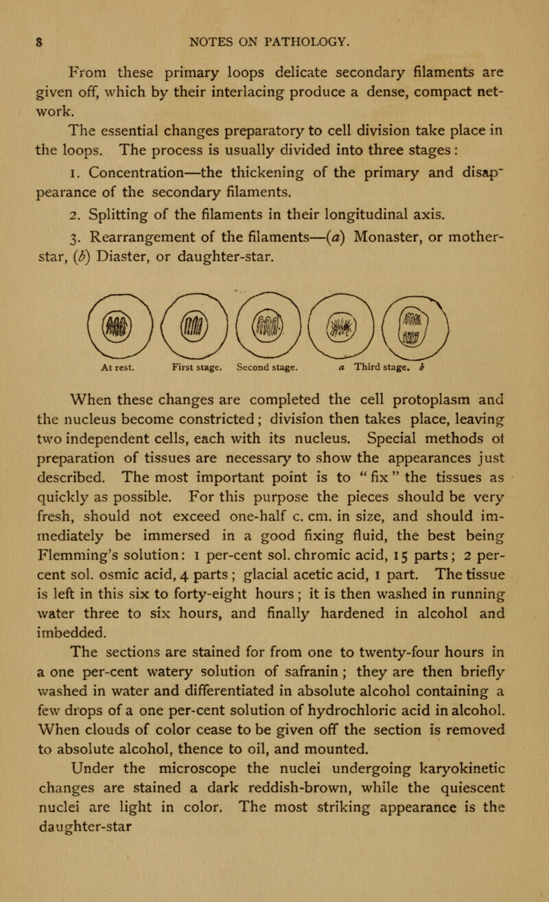 From these primary loops delicate secondary filaments are given off, which by their interlacing produce a dense, compact net- work. The essential changes preparatory to cell division take place in the loops. The process is usually divided into three stages: 1. Concentration—the thickening of the primary and disap pearance of the secondary filaments. 2. Splitting of the filaments in their longitudinal axis. 3. Rearrangement of the filaments—(a) Monaster, or mother- star, (d) Blaster, or daughter-star. At rest. First stage. Second stage. a Third stage, i When these changes are completed the cell protoplasm and the nucleus become constricted; division then takes place, leaving two independent cells, each with its nucleus. Special methods ot preparation of tissues are necessary to show the appearances just described. The most important point is to  fix  the tissues as quickly as possible. For this purpose the pieces should be very fresh, should not exceed one-half c. cm. in size, and should im- mediately be immersed in a good fixing fluid, the best being Flemming's solution: i per-cent sol. chromic acid, 15 parts; 2 per- cent sol. osmic acid, 4 parts ; glacial acetic acid, i part. The tissue is left in this six to forty-eight hours; it is then washed in running water three to six hours, and finally hardened in alcohol and imbedded. The sections are stained for from one to twenty-four hours in a one per-cent watery solution of safranin; they are then briefly v^rashed in water and differentiated in absolute alcohol containing a few drops of a one per-cent solution of hydrochloric acid in alcohol. When clouds of color cease to be given off the section is removed to absolute alcohol, thence to oil, and mounted. Under the microscope the nuclei undergoing karyokinetic changes are stained a dark reddish-brown, while the quiescent nuclei are light in color. The most striking appearance is the daughter-star