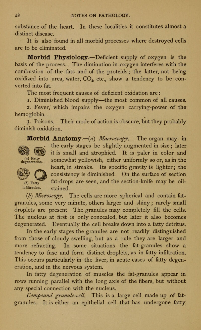 substance of the heart. In these localities it constitutes almost a distinct disease. It is also found in all morbid processes where destroyed cells are to be eliminated. Morbid Physiology.—Deficient supply of oxygen is the basis of the process. The diminution in oxygen interferes with the combustion of the fats and of the proteids; the latter, not being oxidized into urea, water, COg, etc., show a tendency to be con- verted into fat. The most frequent causes of deficient oxidation are: 1. Diminished blood supply—the most common of all causes. 2. Fever, which impairs the oxygen carrying-power of the hemoglobin. 3. Poisons. Their mode of action is obscure, but they probably diminish oxidation. Morbid Anatomy.—(a) Macroscopy. The organ may in the early stages be slightly augmented in size; later it is small and atrophied. It is paler in color and dc^^lwation. somewhat yellowish, either uniformly so or, as in the heart, in streaks. Its specific gravity is lighter; the consistency is diminished. On the surface of section \b) Y2x^^ fat-drops are seen, and the section-knife may be oil- infiltration. staiucd. {8) Microscopy, The cells are more spherical and contain fat- granules, some very minute, others larger and shiny; rarely small droplets are present The granules may completely fill the cells. The nucleus at first is only concealed, but later it also becomes degenerated. Eventually the cell breaks down into a fatty detritus. In the early stages the granules are not readily distinguished from those of cloudy swelling, but as a rule they are larger and more refracting. In some situations the fat-granules show a tendency to fuse and form distinct droplets, as in fatty infiltration. This occurs particularly in the liver, in acute cases of fatty degen- eration, and in the nervous system. In fatty degeneration of muscles the fat-granules appear in rows running parallel with the long axis of the fibers, but without any special connection with the nucleus. Compound granule-cell. This is a large cell made up of fat- granules. It is either an epithelial cell that has undergone fatty