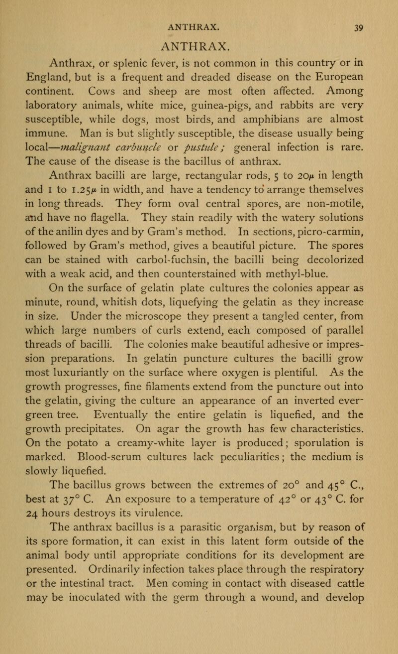 ANTHRAX. Anthrax, or splenic fever, is not common in this country or in England, but is a frequent and dreaded disease on the European continent. Cows and sheep are most often affected. Among laboratory animals, white mice, guinea-pigs, and rabbits are very susceptible, while dogs, most birds, and amphibians are almost immune. Man is but slightly susceptible, the disease usually being local—malignant carbuncle or pustule; general infection is rare. The cause of the disease is the bacillus of anthrax. Anthrax bacilli are large, rectangular rods, 5 to 20^* in length and I to 1.25A* in width, and have a tendency to arrange themselves in long threads. They form oval central spores, are non-motile, and have no flagella. They stain readily with the watery solutions of the anilin dyes and by Gram's method. In sections, picro-carmin, followed by Gram's method, gives a beautiful picture. The spores can be stained with carbol-fuchsin, the bacilli being decolorized with a weak acid, and then counterstained with methyl-blue. On the surface of gelatin plate cultures the colonies appear as minute, round, whitish dots, liquefying the gelatin as they increase in size. Under the microscope they present a tangled center, from which large numbers of curls extend, each composed of parallel threads of bacilli. The colonies make beautiful adhesive or impres- sion preparations. In gelatin puncture cultures the bacilli grow most luxuriantly on the surface where oxygen is plentiful. As the growth progresses, fine filaments extend from the puncture out into the gelatin, giving the culture an appearance of an inverted ever- green tree. Eventually the entire gelatin is liquefied, and the growth precipitates. On agar the growth has few characteristics. On the potato a creamy-white layer is produced; sporulation is marked. Blood-serum cultures lack peculiarities; the medium is slowly liquefied. The bacillus grows between the extremes of 20° and 45° C, best at 37° C. An exposure to a temperature of 42° or 43° C. for 24 hours destroys its virulence. The anthrax bacillus is a parasitic orgafxism, but by reason of its spore formation, it can exist in this latent form outside of the animal body until appropriate conditions for its development are presented. Ordinarily infection takes place through the respiratory or the intestinal tract. Men coming in contact with diseased cattle may be inoculated with the germ through a wound, and develop