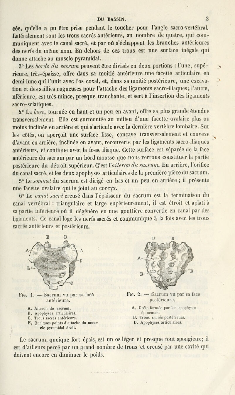 cée, qu'elle a pu être prise pendant le toucher pour l'angle sacro-vertébral. Latéralement sont les trous sacrés antérieurs, au nombre de quatre, qui com- muniquent avec le canal sacré, et par où s'échappent les branches antérieures des nerfs du même nom. En dehors de ces trous est une surface inégale qui donne attache au muscle pyramidal. 3° Les bords du sacrum peuvent être divisés en deux portions : l'une, supé- rieure, très-épaisse, offre dans sa moitié antérieure une facette articulaire en demi-lune qui l'unit avec l'os coxal^ et, dans sa moitié postérieure, une excava- tion et des saillies rugueuses pour l'attache des hgaments sacro-iliaques; l'autre, nférieure, est très-mince, presque tranchante, et sert Ji l'insertion des ligaments sacro-scialiques. h° La base, tournée en haut et un peu en avant, offre sa plus grande étendit transversalement. Elle est surmontée au milieu d'une facette ovalaire plus ou moins inclinée en arrière et qui s'articule avec la dernière vertèbre lombaire. Sur les côtés, on aperçoit une surface lisse, concave transversalement et convexe d'avant en arrière, inclinée en avant, recouverte par les ligaments sacro-iliaques antérieurs, et continue avec la fosse iliaque. Cette surface est séparée de la face antérieure du sacrum par un bord mousse que nous verrons constituer la partie postérieure du détroit supérieur. C'est Vaileron du sacrum. En arrière, l'orifice du canal sacré, et les deux apophyses articulaires de la première pièce du sacrum. 5 Le sommet du sacrum est dirigé en bas et un peu en arrière ; il présente une facette ovalaire qui le joint au coccyx. 6° Le canal sacré creusé dans l'épaisseur du sacrum est la terminaison du canal vertébral : triangulaire et large supérieurement, il est étroit et aplati à sa partie inférieure où il dégénère en une gouttière convertie en canal par des ligaments. Ce canal loge les nerfs sacrés et communique à la fois avec les trous sacrés antérieurs et postérieurs. FiG. 1. — Sacrum vu par sa face antérieure. A. Aileron du sacrum. B. Apophyses arliculaires. C. Troiis sacrés antérieurs. B. Quelques points d'altaclie du mus- cle pyramidal droit. FiG. 2. — Sacrum vu par sa face postérieure. A. Crête formée par les apophyses épineuses. B. Trous sacrés postérieurs. D. Apophyses articulaires. Le sacrum, quoique fort épais, est un os léger et presque tout spongieux; il est d'ailleurs percé par un grand nombre de trous et creusé par une cavité qui doivent encore en diminuer le poids.