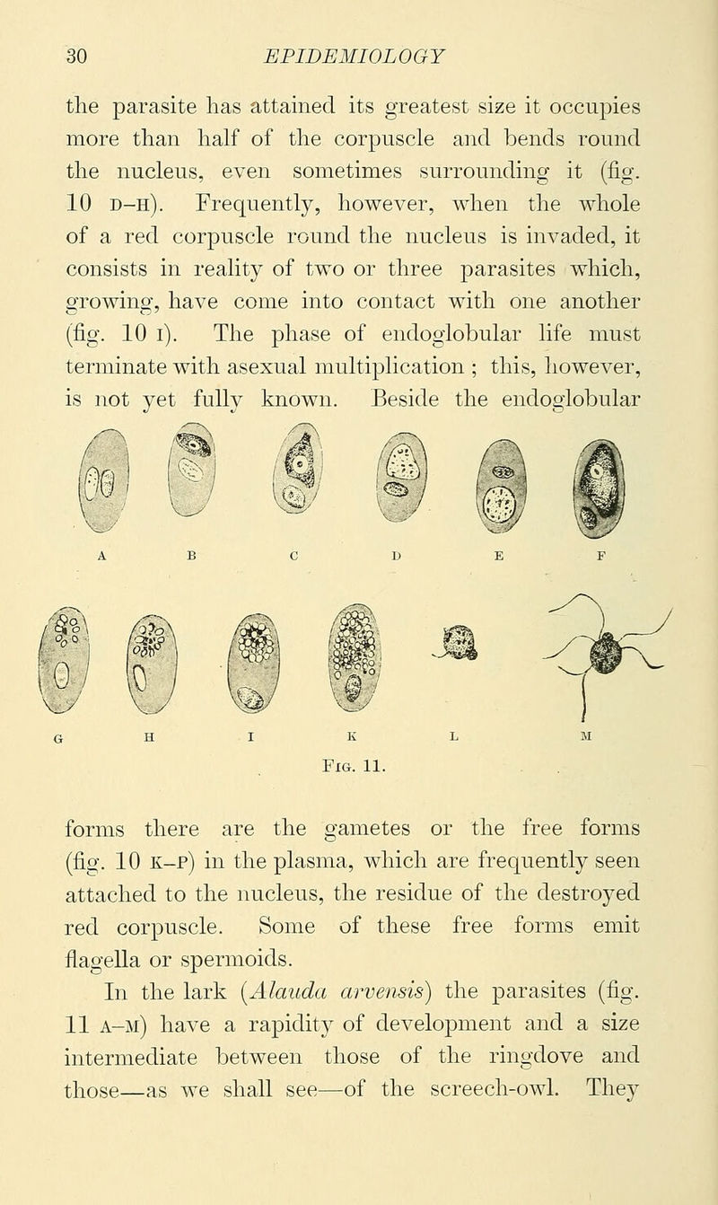 the parasite has attained its greatest size it occupies more than half of the corpuscle and bends round the nucleus, even sometimes surrounding it (fig. 10 d-h). Frequently, however, when the whole of a red corpuscle round the nucleus is invaded, it consists in reality of two or three parasites which, growing, have come into contact with one another (fig. 10 i). The phase of endoglobular life must terminate with asexual multiplication ; this, however, is not yet fully known. Beside the endoglobular ^w^ w 0 forms there are the gametes or the free forms (fig. 10 K-p) in the plasma, which are frequently seen attached to the nucleus, the residue of the destroyed red corpuscle. Some of these free forms emit flagella or spermoids. In the lark {Alauda arvensis) the parasites (fig. 11 a-m) have a rapidity of development and a size intermediate between those of the ringdove and those—as we shall see—of the screech-owl. They