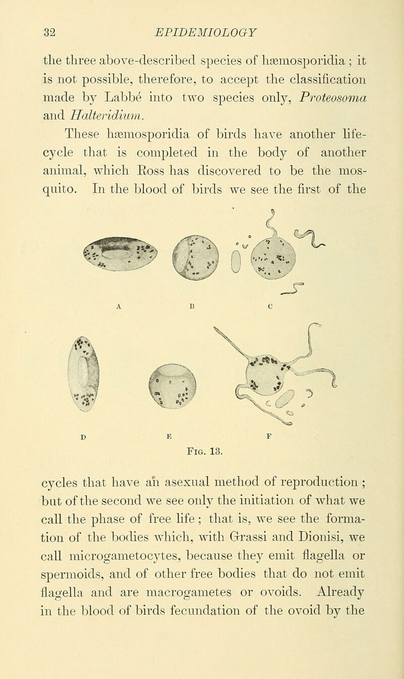 the three above-described species of hsemosporidia ; it is not possible, therefore, to accept the classification made by Labbé into two species only, Proteosoma and Halteridium. These hosmosporidia of birds have another life- cycle that is completed in the body of another animal, which Eoss has discovered to be the mos- quito. In the blood of birds we see the first of the L^ Fig. 13. cycles that have ah asexual method of reproduction ; but of the second we see only the initiation of what we call the phase of free life ; that is, we see the forma- tion of the bodies which, with Grassi and Dionisi, we call microgametocytes, because they emit flagella or spermoids, and of other free bodies that do not emit flagella and are macrogametes or ovoids. Already in the blood of birds fecundation of the ovoid by the