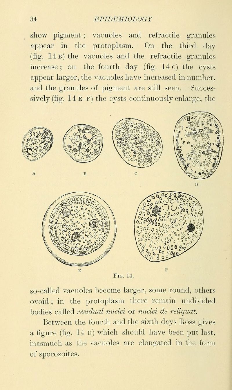 show pigment ; vacuoles and refractile granules appear in the protoplasm. On the third day (fig. 14 b) the vacuoles and the refractile granules increase ; on the fourth day (fig. 14 c) the cysts appear larger, the vacuoles have increased in number, and the granules of pigment are still seen. Succes- sively (fig. 14e-f) the cysts continuously enlarge, the Fig. 14. so-called vacuoles become larger, some round, others ovoid ; in the protoplasm there remain undivided bodies called i-esidual nuclei or nuclei de reliquat. Between the fourth and the sixth days Eoss gives a figure (fig. 14 d) which should have been put last, inasmuch as the vacuoles are elongated in the form of sporozoites.