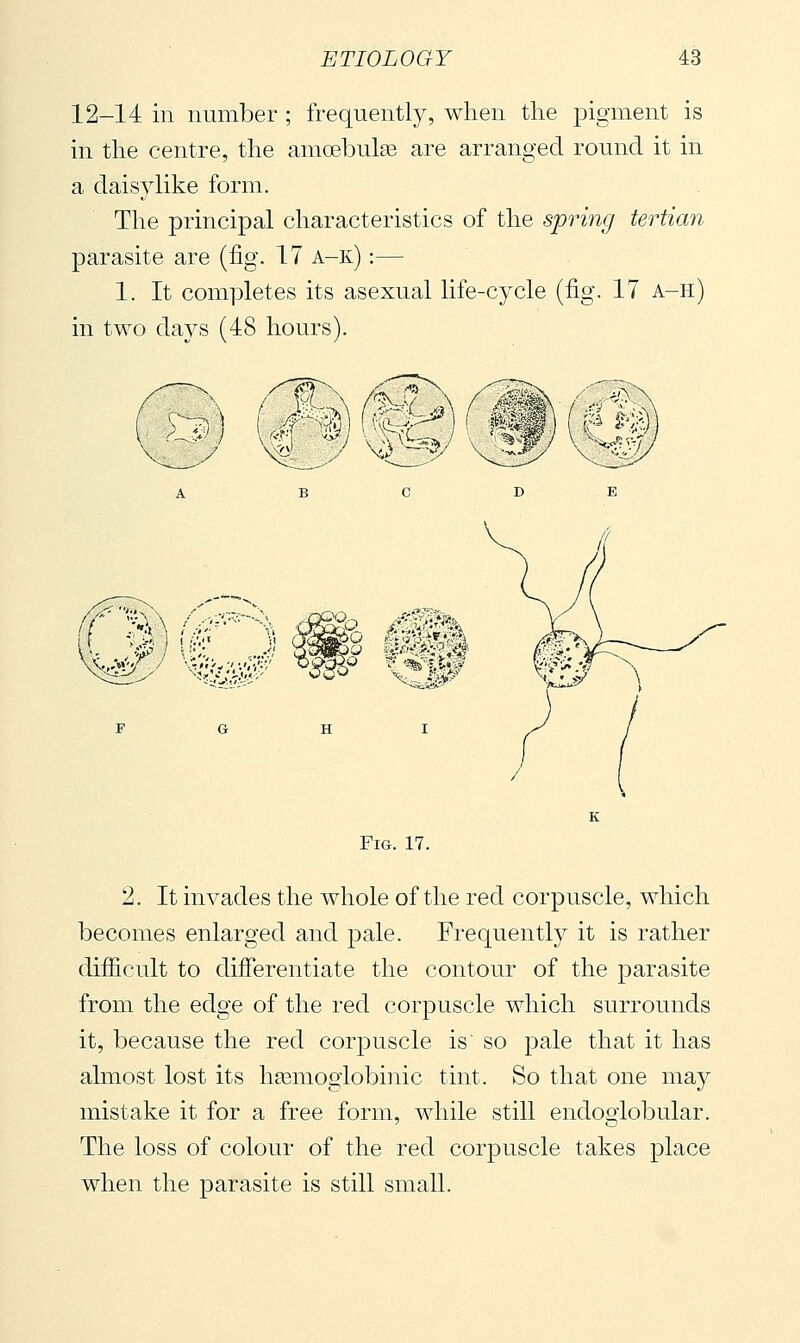 12-14 in number ; frequently, when the pigment is in the centre, the amoebulge are arranged round it in a daisylike form. The principal characteristics of the spring tertian parasite are (fig. 17 a-k) :— 1. It completes its asexual life-cycle (fig. 17 a-h) in two days (48 hours). Pig. 17. 2. It invades the whole of the red corpuscle, which becomes enlarged and pale. Frequently it is rather difficult to differentiate the contour of the parasite from the edge of the red corpuscle which surrounds it, because the red corpuscle is so pale that it has almost lost its hasmoglobinic tint. So that one may mistake it for a free form, while still endoglobular. The loss of colour of the red corpuscle takes place when the parasite is still small.