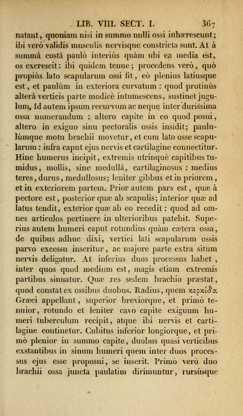 natant, qnoniam nisi in summo nulli ossi inhaerescunt; ibi vero validis musculis nervisque constricta sunt. At a summa costa paulo interius quam ubi ea media est, os excrescit: ibi quidem tenue; procedens vero, quo propius lato scapularum ossi fit, eo plenius latiusque est, et paulum in exteriora curvatum : quod protinus altera verticis parte modice intumescens, sustinetjugu- lum, Id autem ipsum recurvum ac neque inter duris^sima ossa numerandum : altero capite in eo quod posui, altero in exiguo sinu pectoralis ossis insidit; paulu- lumque motu brachii movetur, et cum lato osse scapu- larum: infra caput ejus nervis et cartilagine connectitur. Hinc humerus incipit, extremis utrinque capitibus tu- midus, mollis, sine medulla, cai'tilaginosus : medius teres,durus, medullosus; leniter gibbus etinpriorem, et in exteriorem partem. Prior autem pars est, quse a pectore est, posterior quae ab scapulis; interior quae ad latus tendit, exterior quas ab eo recedit: quod ad om- nes articulos pertinere in ulterioribus patebit. Supe- rius aulem humeri caput rotundius quam csetera ossa, de quibus adhuc dixi, vertici lati scapularum ossis parvo excessu inseritur, ac niajore parte extra situm nervis deligatur. At inferius duos processus habet , inter quos quod medium est, magis etiam extremis partibus sinuatur. Quse res sedem brachio praestat, quod constatex ossibus duobus. Radius, quem xsp>ci<5V. Graeci appellant, superior breviorque, et primo te- nuior, rotundo et leniter cavo capite exiguum hu- meri tuberculum recipit, atque ibi nervis et carti- lagine continetur. Cubitus inferior longiorque, et pri- mo plenior in summo capite, duobus quasi verticibus exstantibus in sinum humeri quem inter duos proces- sus ejus esse proposui, se inserit. Primo vero duo brachii ossa juncta paulatim dirimuntur, rursusque