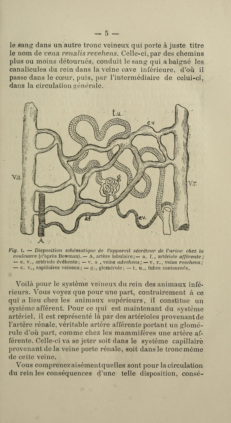 le sang dans un autre tronc veineux qui porte à juste titre le nom de vena. renalis revehens. Celle-ci, par des chemins plus ou moins détournés, conduit le sang qui a baigné les canalicules du rein dans la veine cave inférieure, d'où il passe dans le cœur, puis, par l'intermédiaire de celui-ci, dans la circulation générale. Fig. 1. — Disposition schématique de l'appareil sécréteur de l'urine chez la couleuvre (d'après Bowman).— A, artère tabulaire;— a. f., artériole afférente ; — e. v., artériole évéhente; — v. a , veine advehens; — x. r., veine revehens; — c. v., capillaires veineux; —g., glomérule; —t. u., tubes contournés. Voilà pour le système veineux du rein des animaux infé- rieurs. Vous voyez que pour une part, contrairement à ce qui a lieu chez les animaux supérieurs, il constitue un système afférent. Pour ce qui est maintenant du système artériel, il est représenté là par des artérioles provenant de l'artère rénale, véritable artère afférente portant un glomé- rule d'où part, comme chez les mammifères une artère af- férente. Celle-ci va se jeter soit dans le système capillaire provenant de la veine porte rénale, soit dans le tronc même de cette veine. Vous comprenez aisémentquelles sont pour la circulation du rein les conséquences d'une telle disposition, consé-