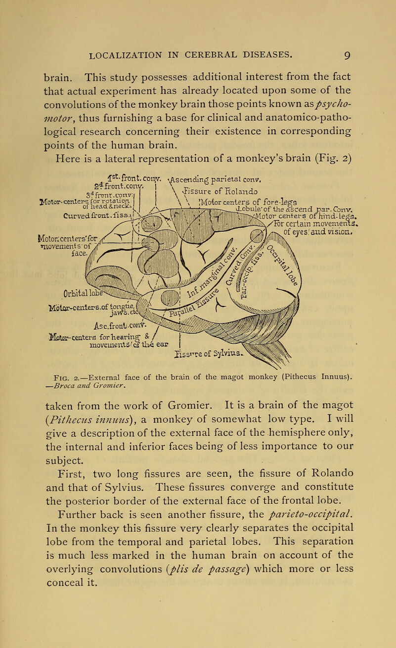 brain. This study possesses additional interest from the fact that actual experiment has already located upon some of the convolutions of the monkey brain those points known Z-spsycho- motor, thus furnishing a base for clinical and anatomico-patho- logical research concerning their existence in corresponding points of the human brain. Here is a lateral representation of a monkey's brain (Fig. 2) fs'^'front, coniv. gffront.cony. S^fnmr.convTj Molor-cen.ler'S for rotation, i ofliead&necks' Curved front. fiss.\iS; J/Totor; ceniei-s'for movements of fdce. 'Ascending parietal conv, \ Jissure of Eolando IMotor cenlers of fore-legs •* vLobule'of the ascend par. Conv. olor centei-s Ofhrnd-le^g, /Tor cerlam movements, of eyes; and vision. OrLital Kbtor-centers.of iox^^, Asc.fronl'-ConY-. •Mcrtflr-centers for'hearing' & movements f of tb4 ear lissT're of Sylvius Xov^ Fig. 2.—External face of the brain of the magot monkey (Pithecus Innuus). —Br oca and Gromier. taken from the work of Gromier. It is a brain of the magot {PitJieats imiinis), a monkey of somewhat low type. I will give a description of the external face of the hemisphere only, the internal and inferior faces being of less importance to our subject. First, two long fissures are seen, the fissure of Rolando and that of Sylvius. These fissures converge and constitute the posterior border of the external face of the frontal lobe. Further back is seen another fissure, the parieto-occipital. In the monkey this fissure very clearly separates the occipital lobe from the temporal and parietal lobes. This separation is much less marked in the human brain on account of the overlying convolutions {j>lis de passage) which more or less conceal it.