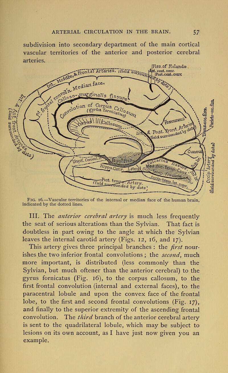 subdivision into secondary department of the main cortical vascular territories of the anterior and posterior cerebral arteries. '■^fcontaT^ienes. iWeldLsiit^^ Fiss.of fjolando ., cenl. conv. IPost.cent.coKv: Fig. i6.—Vascular territories of the internal or median face of the human brain, indicated by the dotted lines. III. The anterior cerebral artery is much less frequently the seat of serious alterations than the Sylvian. That fact is doubtless in part owing to the angle at which the Sylvian leaves the internal carotid artery (Figs. 12, 16, and 17). This artery gives three principal branches : the first nour- ishes the two inferior frontal convolutions ; the second, much more important, is distributed (less commonly than the Sylvian, but much oftener than the anterior cerebral) to the gyrus fornicatus (Fig. 16), to the corpus callosum, to the first frontal convolution (internal and external faces), to the paracentral lobule and upon the convex face of the frontal lobe, to the first and second frontal convolutions (Fig. 17), and finally to the superior extremity of the ascending frontal convolution. The third branch of the anterior cerebral artery is sent to the quadrilateral lobule, which may be subject to lesions on its own account, as I have just now given you an example.