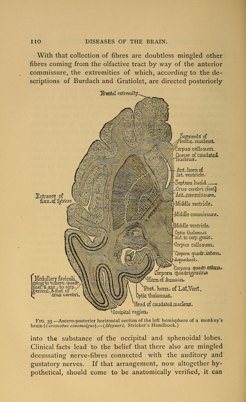 With that collection of fibres are doubtless mingled other fibres coming from the olfactive tract by way of the anterior commissure, the extremities of which, according to the de- scriptions of Burdach and Gratiolet, are directed posteriorly ytatllal extremity^ Uritance of fiss.of S)rMu MeduHaryfasiLuii. lulLaiT-iasi C to tub ere. ost.&ant./to corpy^ ;eniail..&foot of /, 'eras c&rebn begmenls' of /^entic. nucleus. 'aorpas callosuxn. Queue of caudatal Nucleus ^ \VAnt,honio£ I lat. ventricle, ■SeptxHTi lucid . -Crus cerebri, (foot) 'Ant.commissuFe* '::;VMrddIe ventricle. .Middle commissure^ iilii' lie ventricle- Cphc thalamus _ aiit.to corp.geniCii CciT-Tus eallosum. 'Cprpora quadr Jnterci* /^^ Corpora quadr.Kdtecn.t Corpora quadrdgemaxia Post. horn, of LatVent. '■^Dt ■thalamu;^. rlf^l of ca-udatednudeti^. ' Occipital region. Fig. 33.—Antero-posterior horizontal section of the left hemisphere of a monkey's hrain {Cercocedus cinomolgus).—{Meynert, Strieker's Handbook.) into the substance of the occipital and sphenoidal lobes. Clinical facts lead to the belief that there also are mingled decussating nerve-fibres connected with the auditory and gustatory nerves. If that arrangement, now altogether hy- pothetical, should come to be anatomically verified, it can