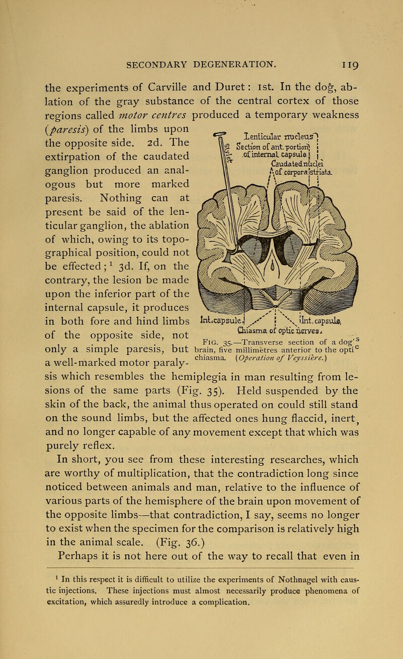 In the dog, ab- the experiments of Carville and Duret: 1st lation of the gray substance of the central cortex of those regions called motor centres produced a temporary weakness {paresis) of the limbs upon lerilicular rrocle-cis^ te Section of ant. portion) ! .of internal capsule! J Caudatednudei ^t«of. corporatstiiaia. InLcapsulej y'' \ \^ lint, capsvile. Chiasma of optic nerves.- Fig. 35.—Transverse section of a dog' brain, five millimetres anterior to the opti*' chiasma. {Operation of Veyssiere.) the opposite side. 2d. The extirpation of the caudated ganglion produced an anal- ogous but more marked paresis. Nothing can at present be said of the len- ticular ganglion, the ablation of which, owing to its topo- graphical position, could not be effected; ^ 3d. If, on the contrary, the lesion be made upon the inferior part of the internal capsule, it produces in both fore and hind limbs of the opposite side, not only a simple paresis, but a well-marked motor paraly- sis which resembles the hemiplegia in man resulting from le- sions of the same parts (Fig. 35). Held suspended by the skin of the back, the animal thus operated on could still stand on the sound limbs, but the affected ones hung flaccid, inert and no longer capable of any movement except that which was purely reflex. In short, you see from these interesting researches, which are worthy of multiplication, that the contradiction long since noticed between animals and man, relative to the influence of various parts of the hemisphere of the brain upon movement of the opposite limbs—that contradiction, I say, seems no longer to exist when the specimen for the comparison is relatively high in the animal scale. (Fig, 36.) Perhaps it is not here out of the way to recall that even in * In this re.'?pect it is difficult to utilize the experiments of Nothnagel with caus- tic injections. These injections must almost necessarily produce phenomena of excitation, which assuredly introduce a complication.