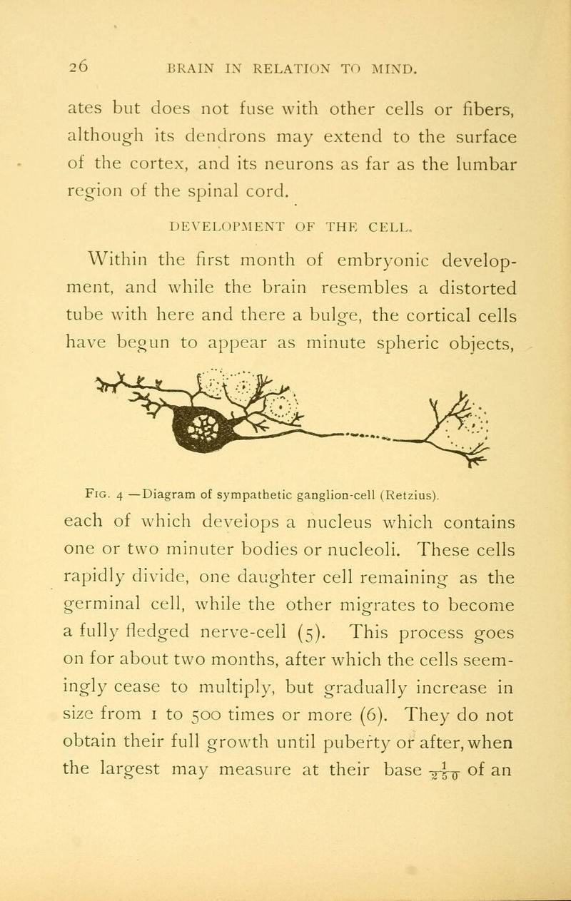 ates but does not fuse with other cells or fibers, although its dendrons may extend to the surface of the cortex, and its neurons as far as the lumbar region of the spinal cord. DEVELOPMENT OF THE CELL, Within the first month of embryonic develop- ment, and while the brain resembles a distorted tube with here and there a bulge, the cortical cells have begun to appear as minute spheric objects, Fig. 4 —Diagram of sympathetic ganglion-cell (Retzius). each of which develops a nucleus which contains one or two minuter bodies or nucleoli. These cells rapidly divide, one daughter cell remaining as the germinal cell, while the other migrates to become a fully fledged nerve-cell (5). This process goes on for about two months, after which the cells seem- ingly cease to multiply, but gradually increase in size from 1 to 500 times or more (6). They do not obtain their full growth until puberty or after, when the largest may measure at their base -^y of an