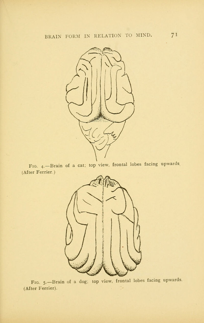 Fig. 4.—Brain of a cat; top view, frontal lobes facing upwards. (After Ferrier.) FlG. 5.—Brain of a dog; top view, frontal lobes facing upwards. (After Ferrier).